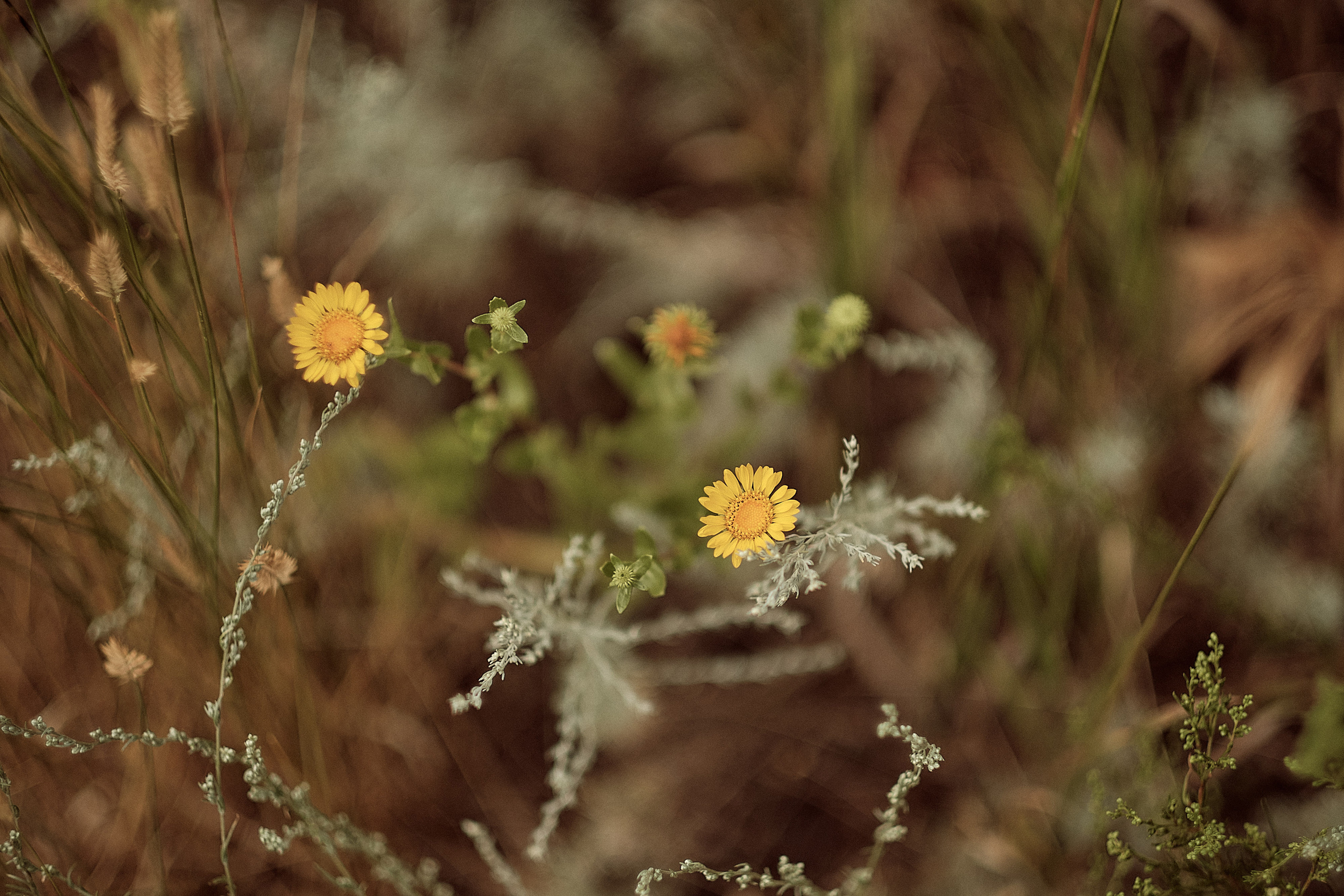 Свадьба Сергеи и Ольга. Свадебный и семейный фотограф в г. Камышин