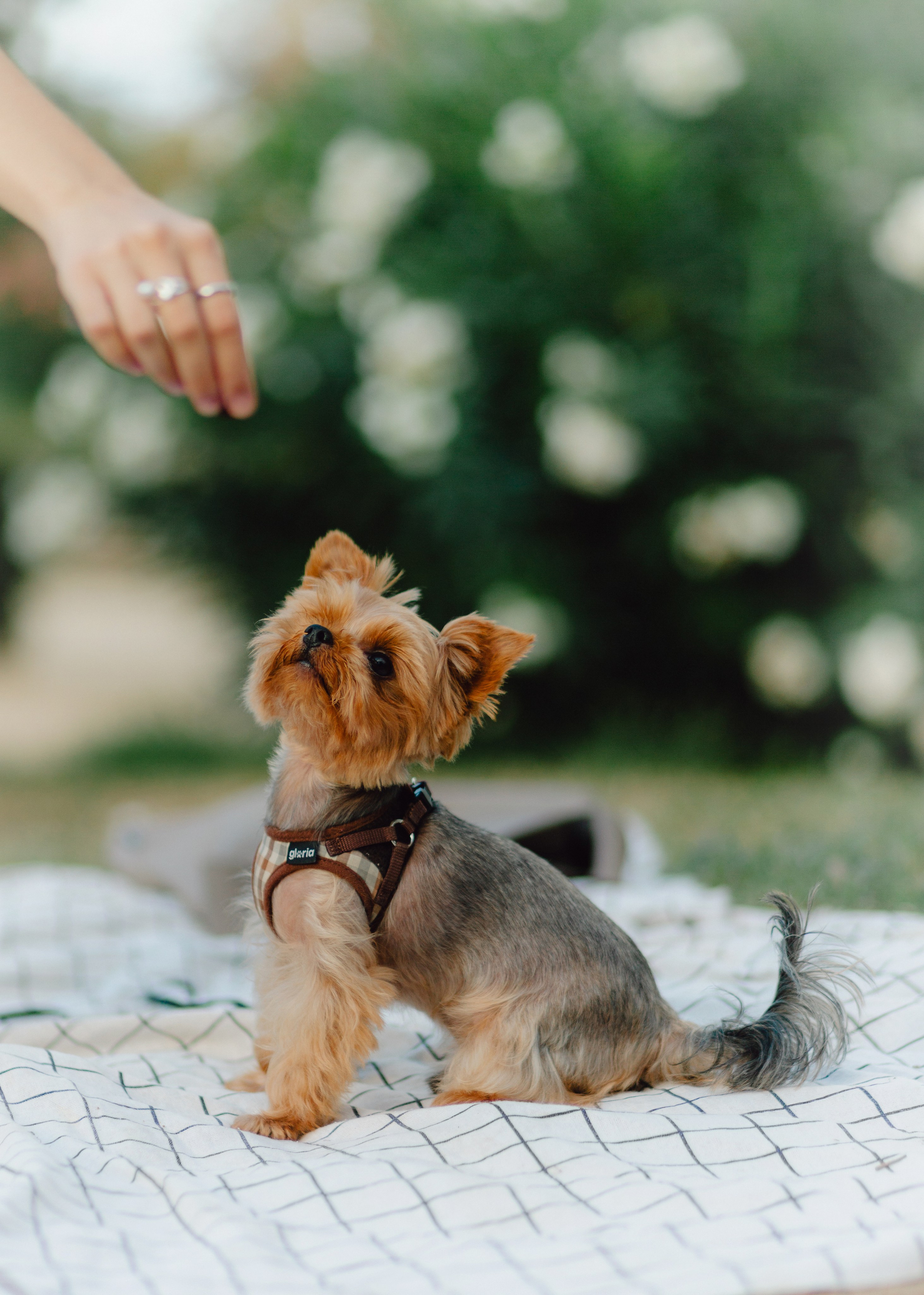 Julia & Her Playful Stitch. Barbara Isaeva