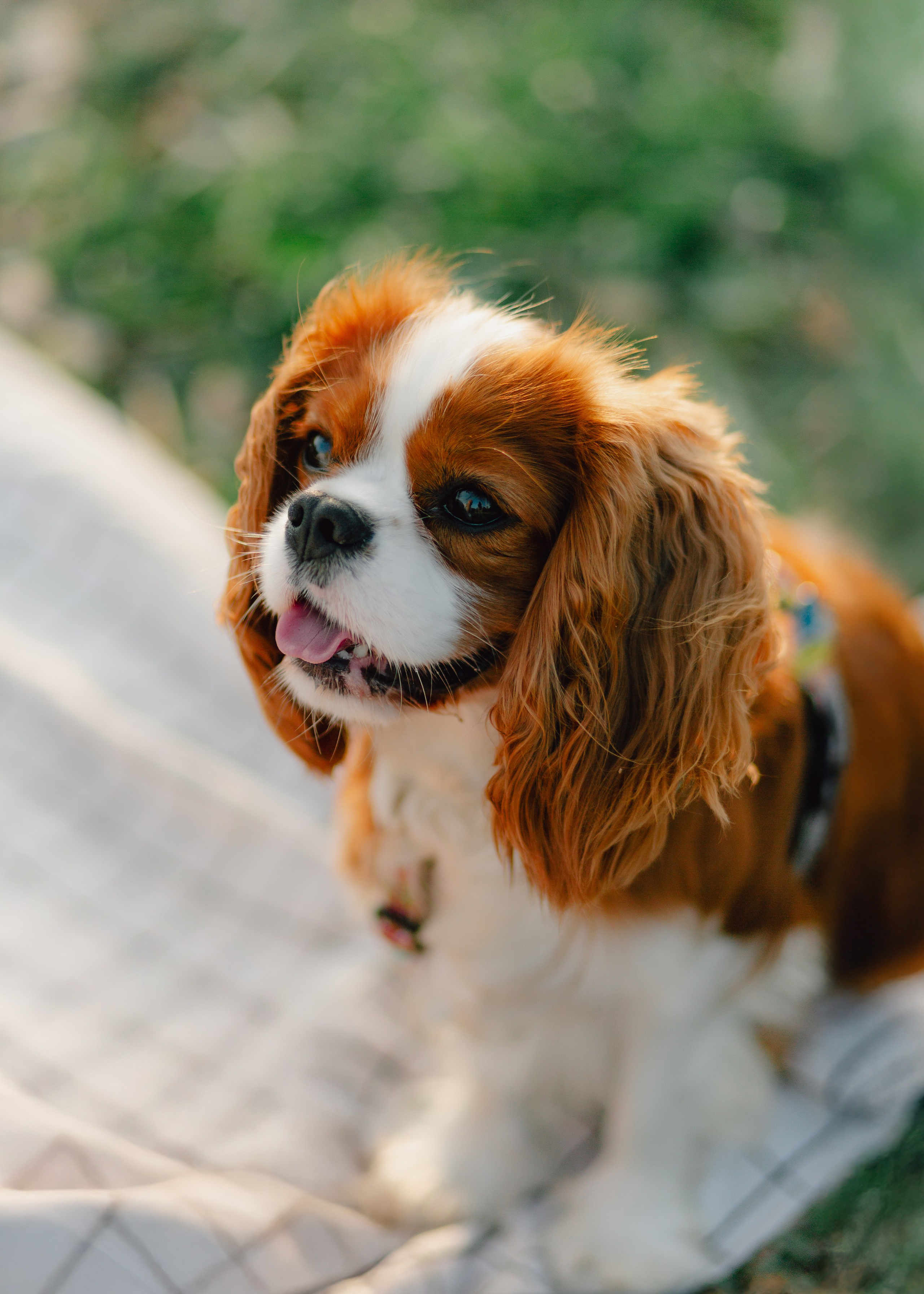 Ksenya & Her Loyal Jam. Barbara Isaeva
