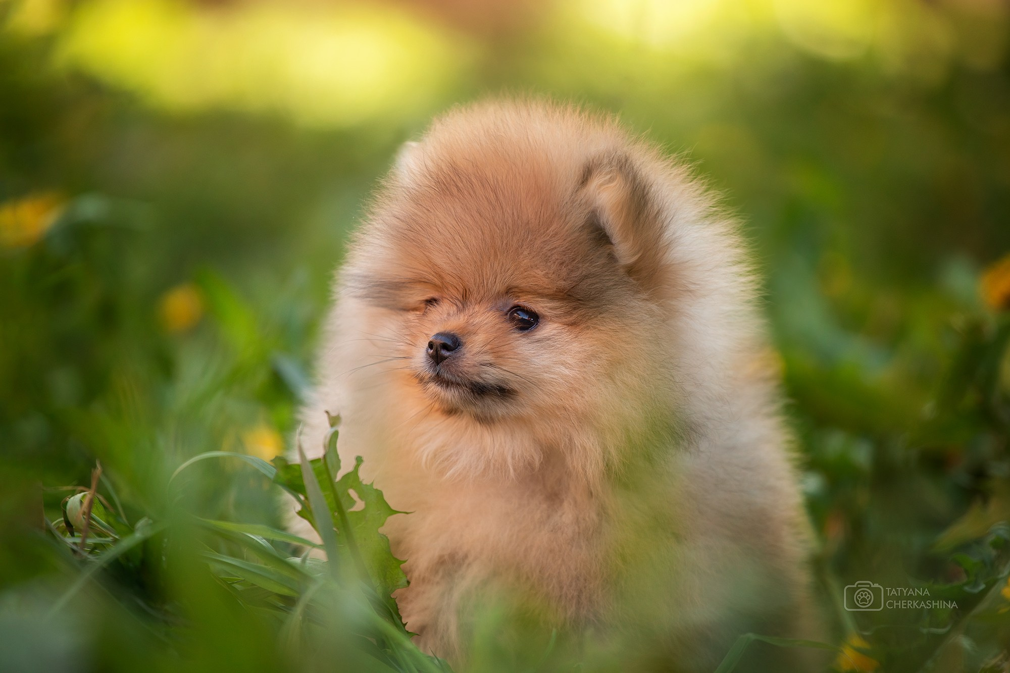 Фотосессия щенков. Фотограф для Вашей собаки