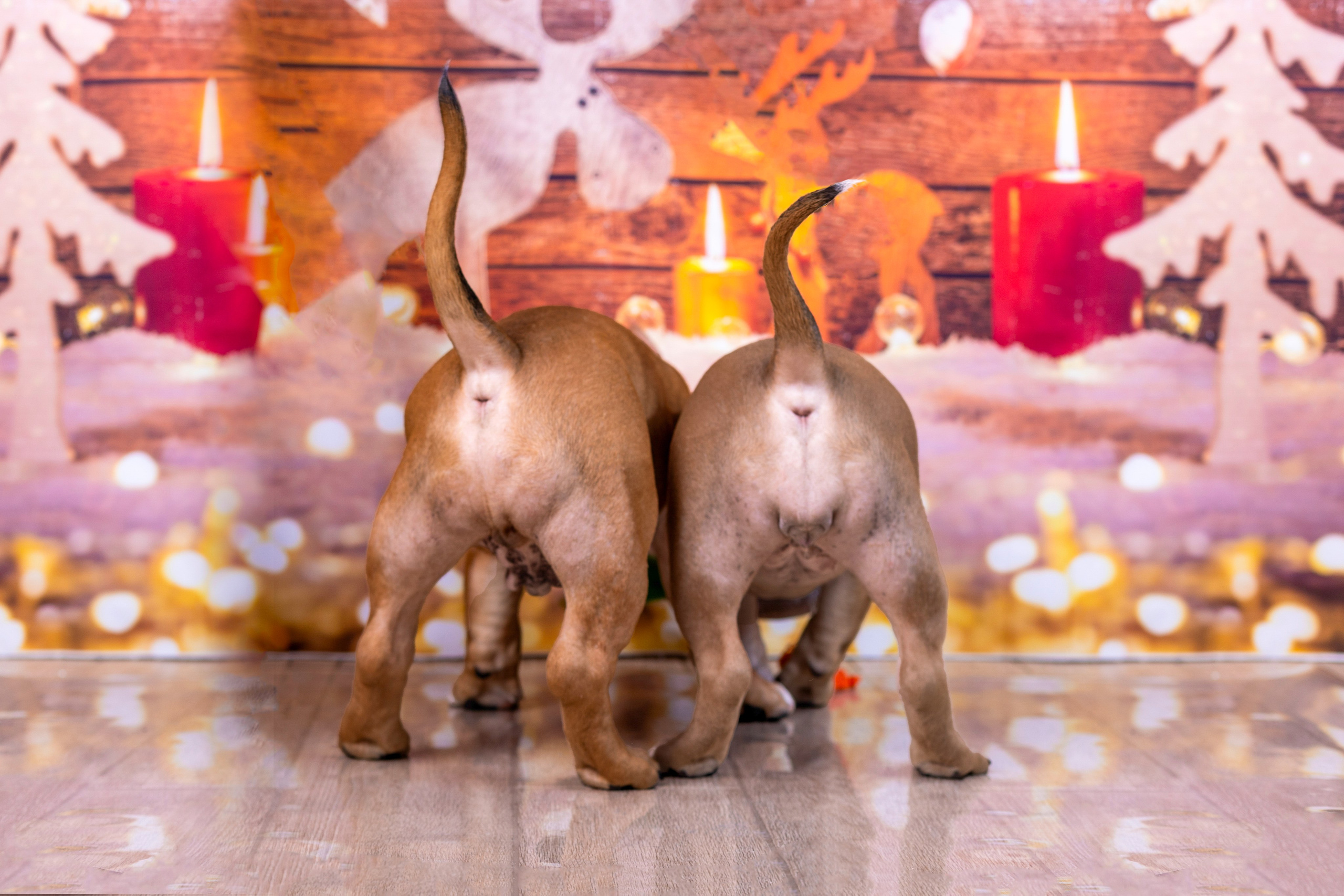 Американский булли!. Фотограф 📸 семейный, предметный, репортажный