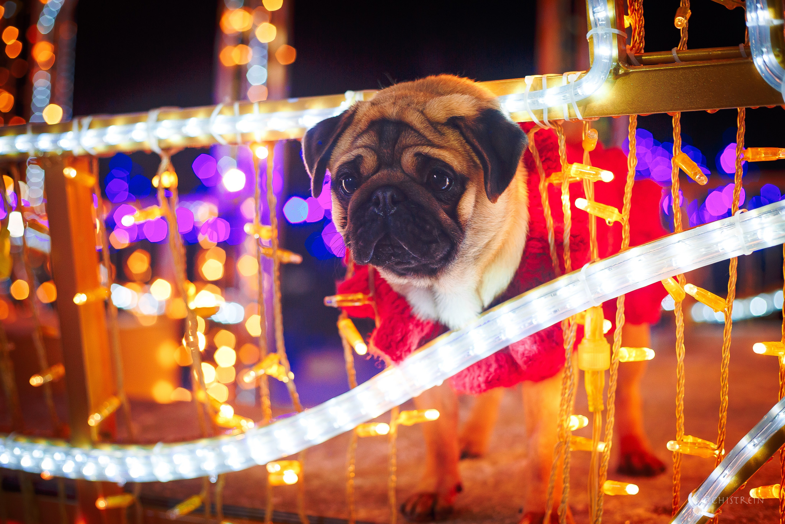 Новогоднее настроение. Роза. Фотограф-анималист Наталия Чистюхина в г. Сосновый Бор и ЛО