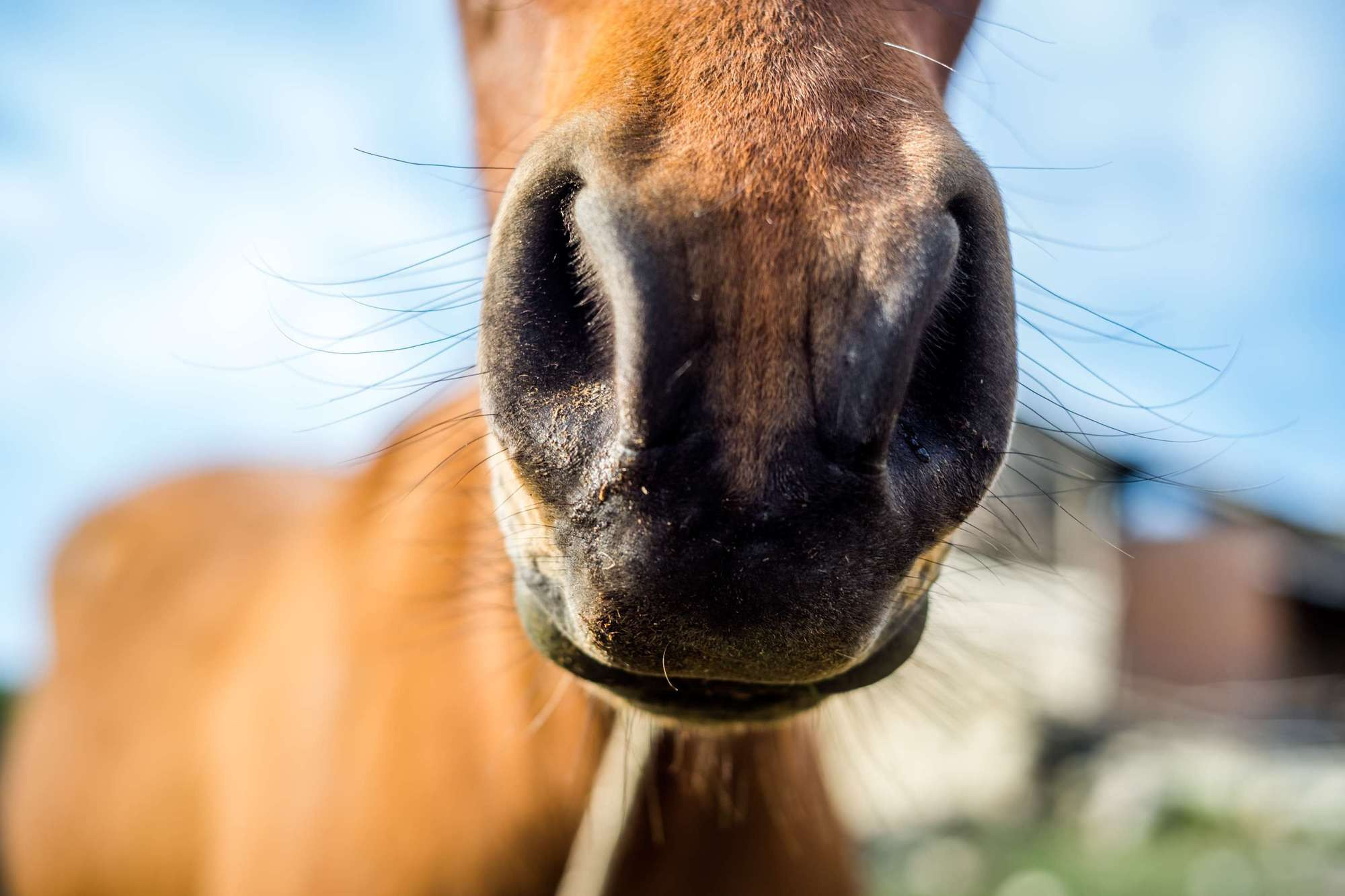 Фототур в Грузию / Сванетия