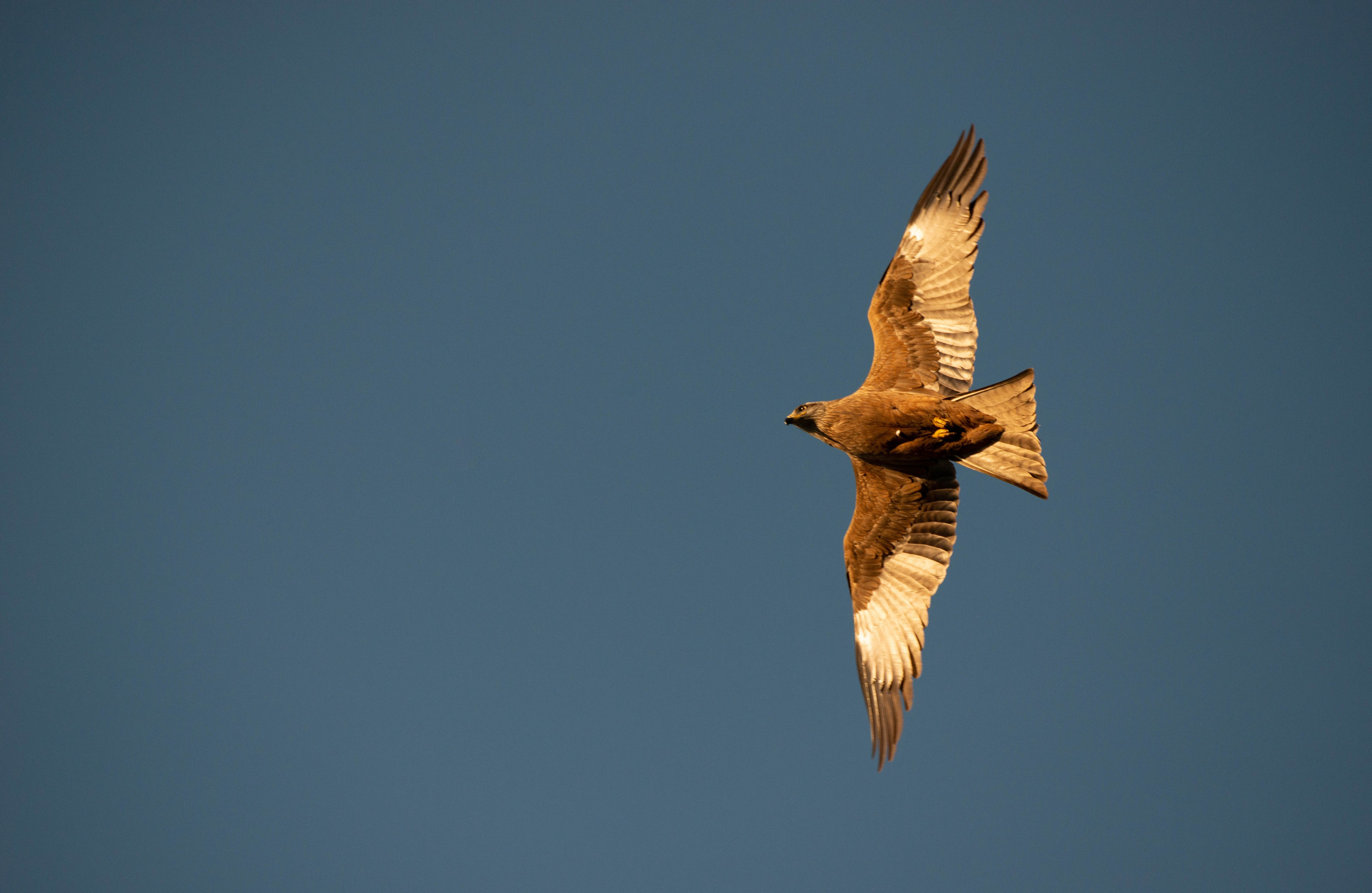Анималистика. Фотограф в Москве — Георгий Чернышов