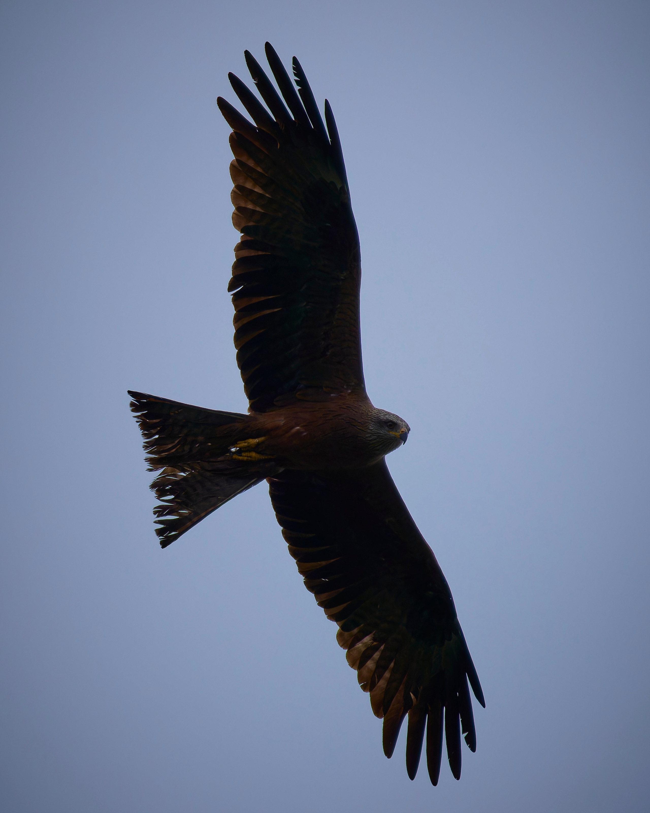 Lipetsk 2024. Anton Chernov | Wildlife photographer