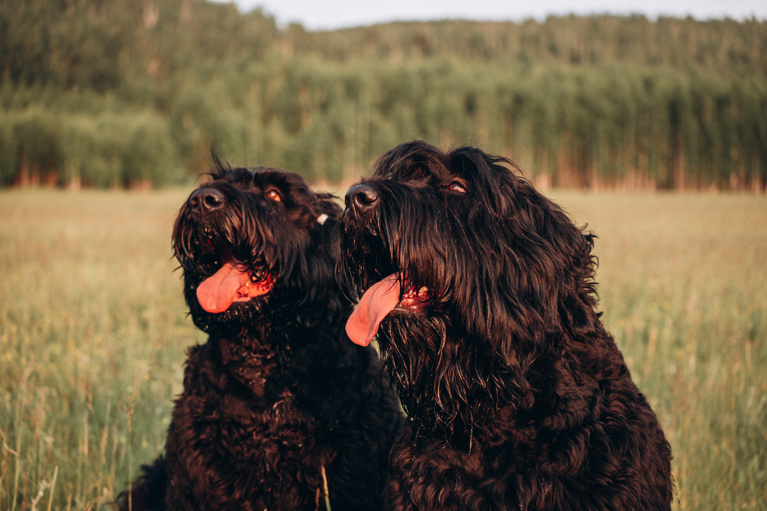 Лариса, Кира и Грэйс. Фотограф-анималист Анастасия Большакова