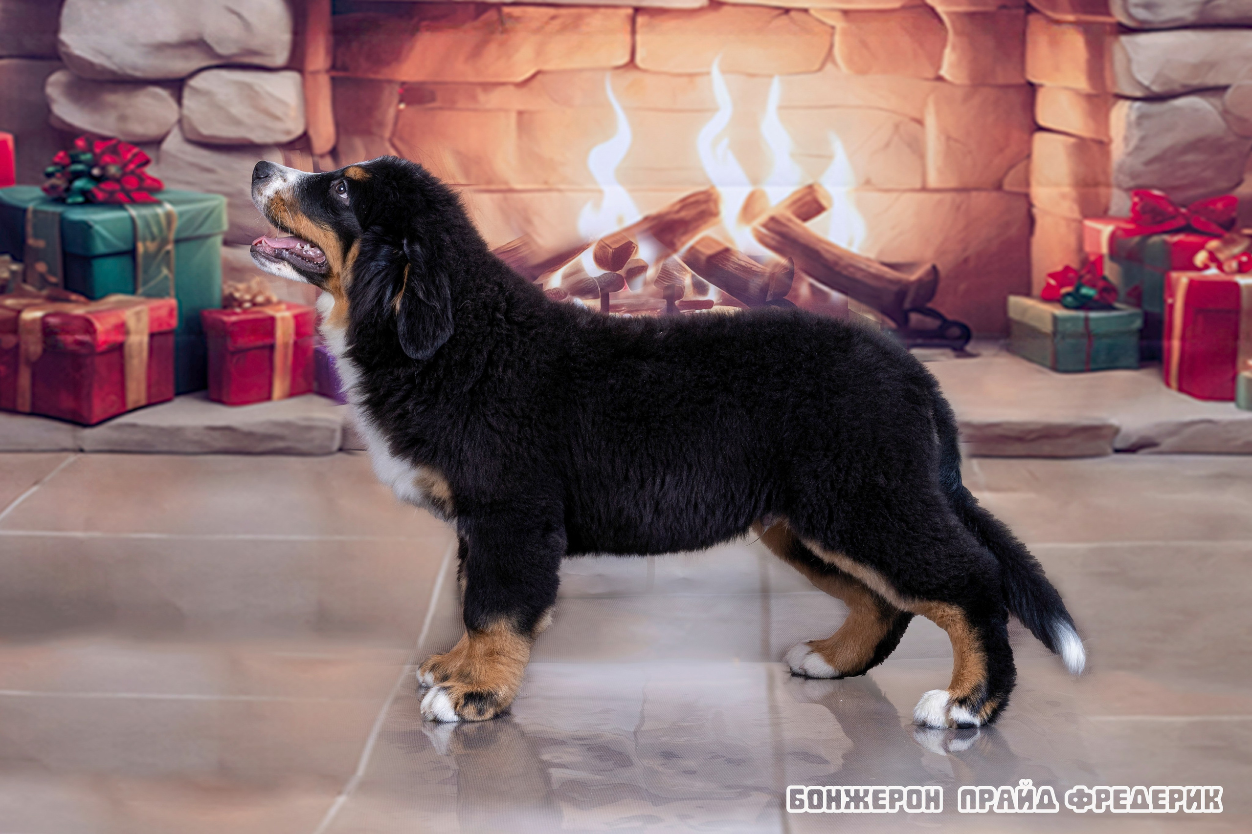 Бонжерон прайд. Фотограф 📸 семейный, предметный, репортажный