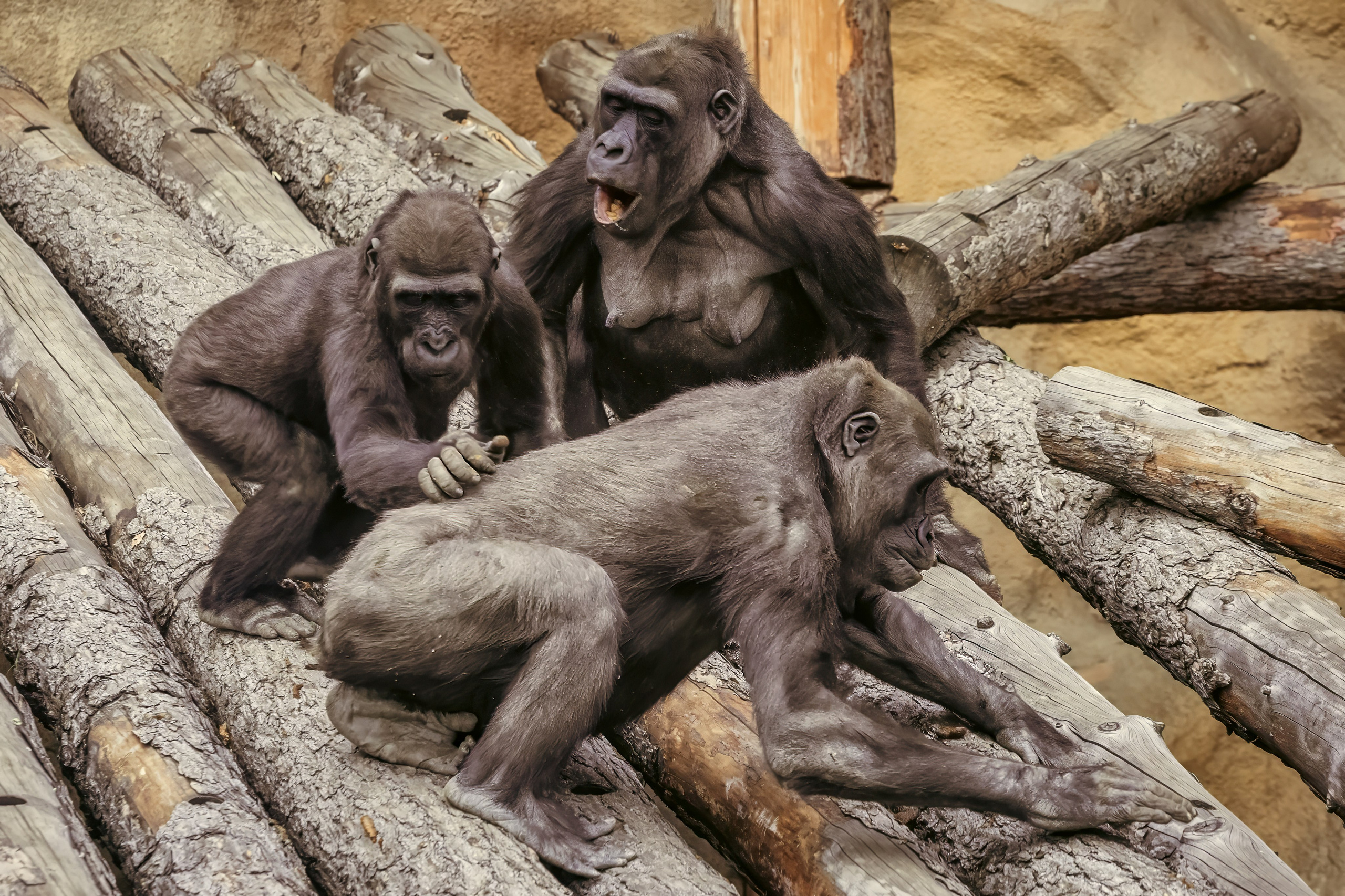 Зоопарк. Photomantis