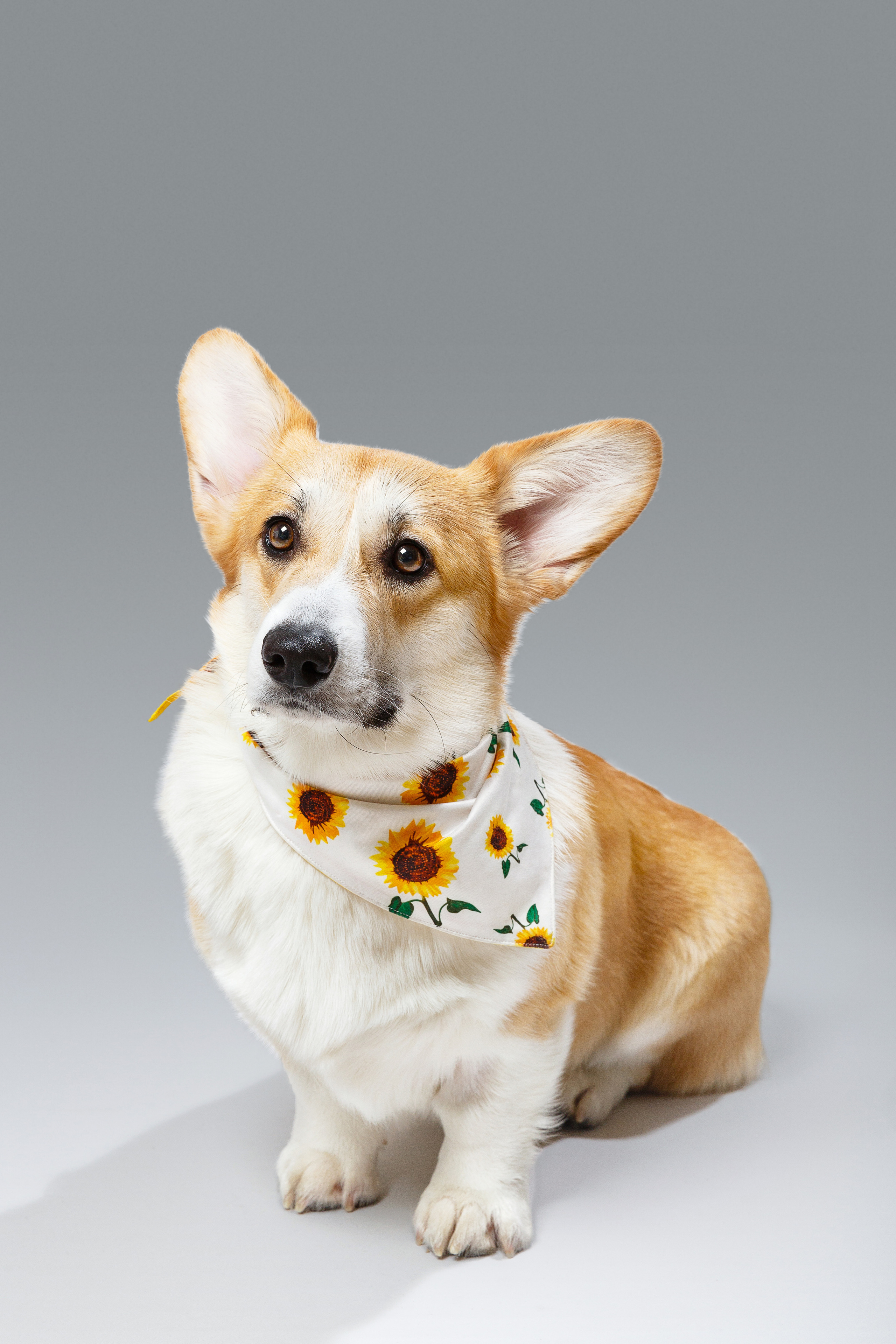 Фотосессия в спб. Фотосессия в студии. Фотограф в студии спб. Фотосессия для женщины. Фотосессия в деловом стиле. Портретная фотосессия в Санкт-Петербурге. Частная фотосъёмка для личных целей и социальных сетей. Услуги фотографа в спб. Профессиональная фотосъёмка. Фото для блога. Портрет. Блогер. Фото для соцсетей.  Контентмейкер. СПб. Женский портрет. Выездная фотосъёмка. Выездная фотостудия. Фотограф на корпоратив. Модельное портфолио. Фотограф для сайта знакомств. Фотограф на дому. Фотосессия в отеле. Индивидуальная фотосессия. Фотосессия для девушки в спб. Красивая фотосессия. Профессиональные фотосессии в спб недорого. Купить фотосессию в спб. Фотосессия животных.