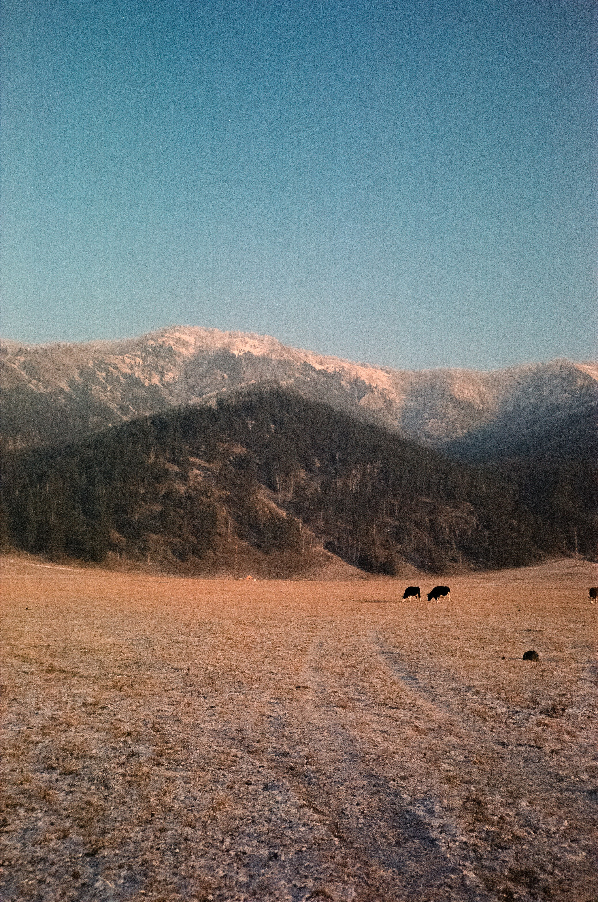 12 декабря: Кедровый остров, Семинская поляна, 13 декабря: поле у верт