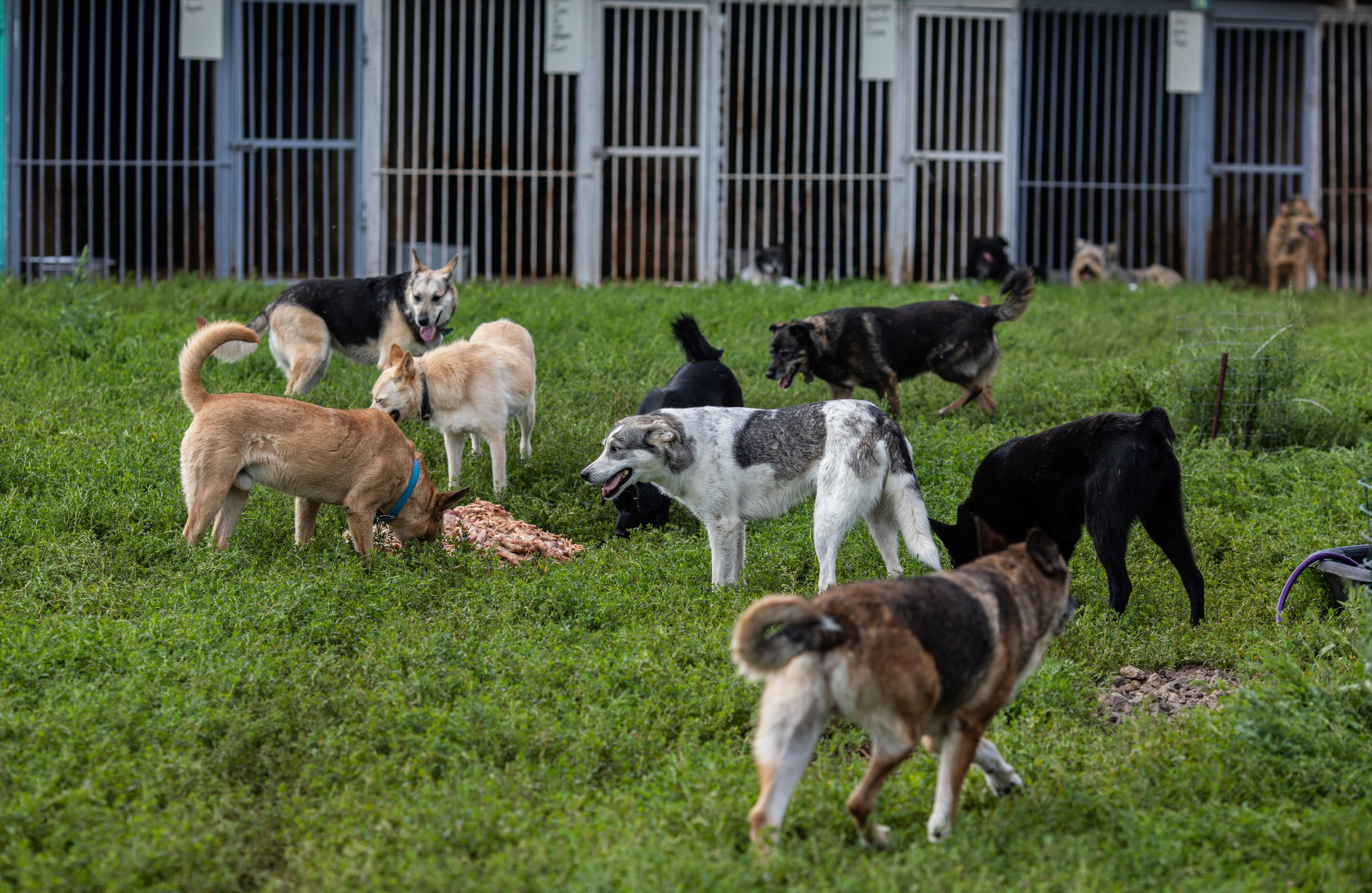 Приют — Наш дом. Репортажный и свадебный фотограф в Челябинске Елисеев Павел