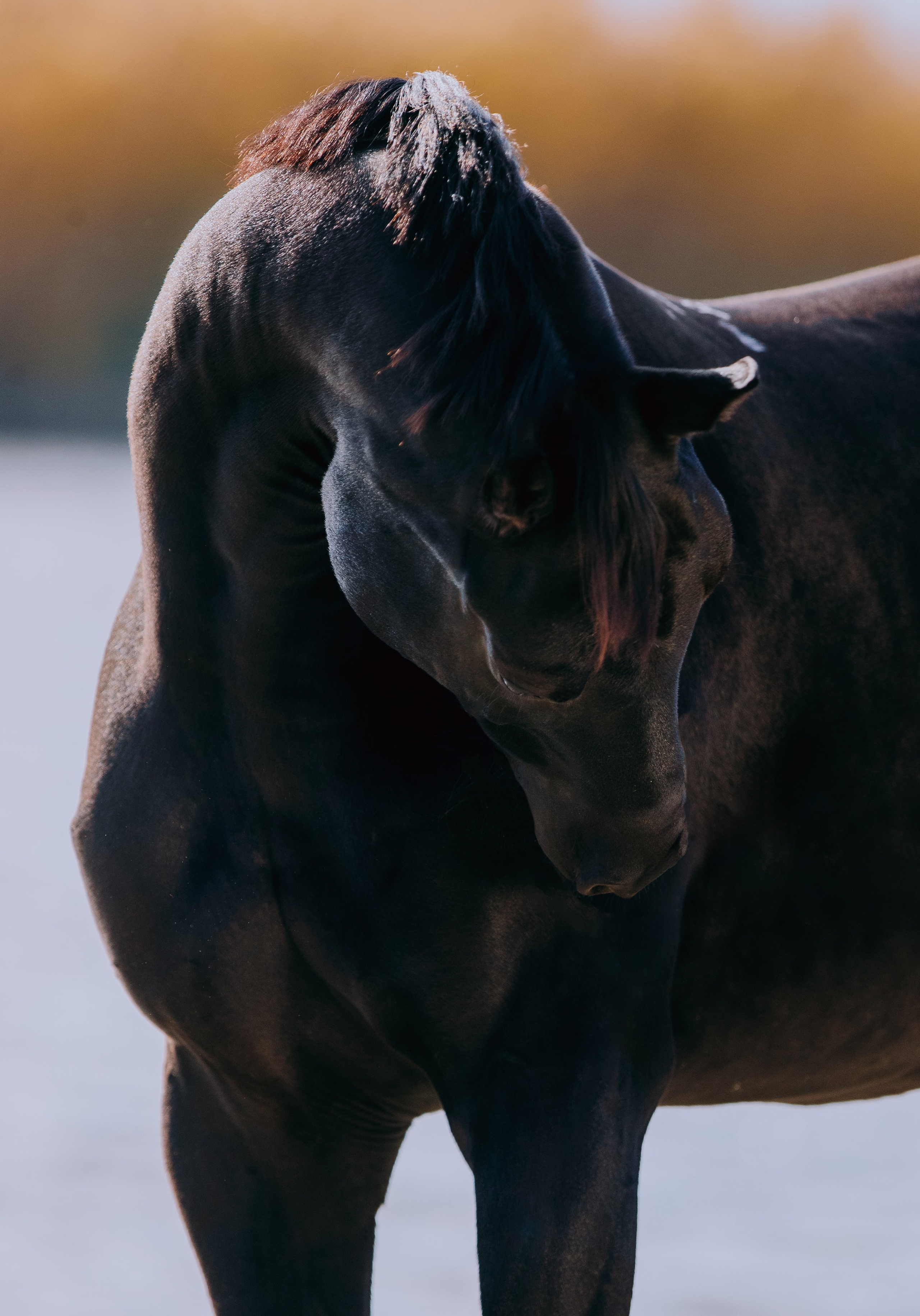 На природе. Фотограф-анималист Ксендзова Кристина