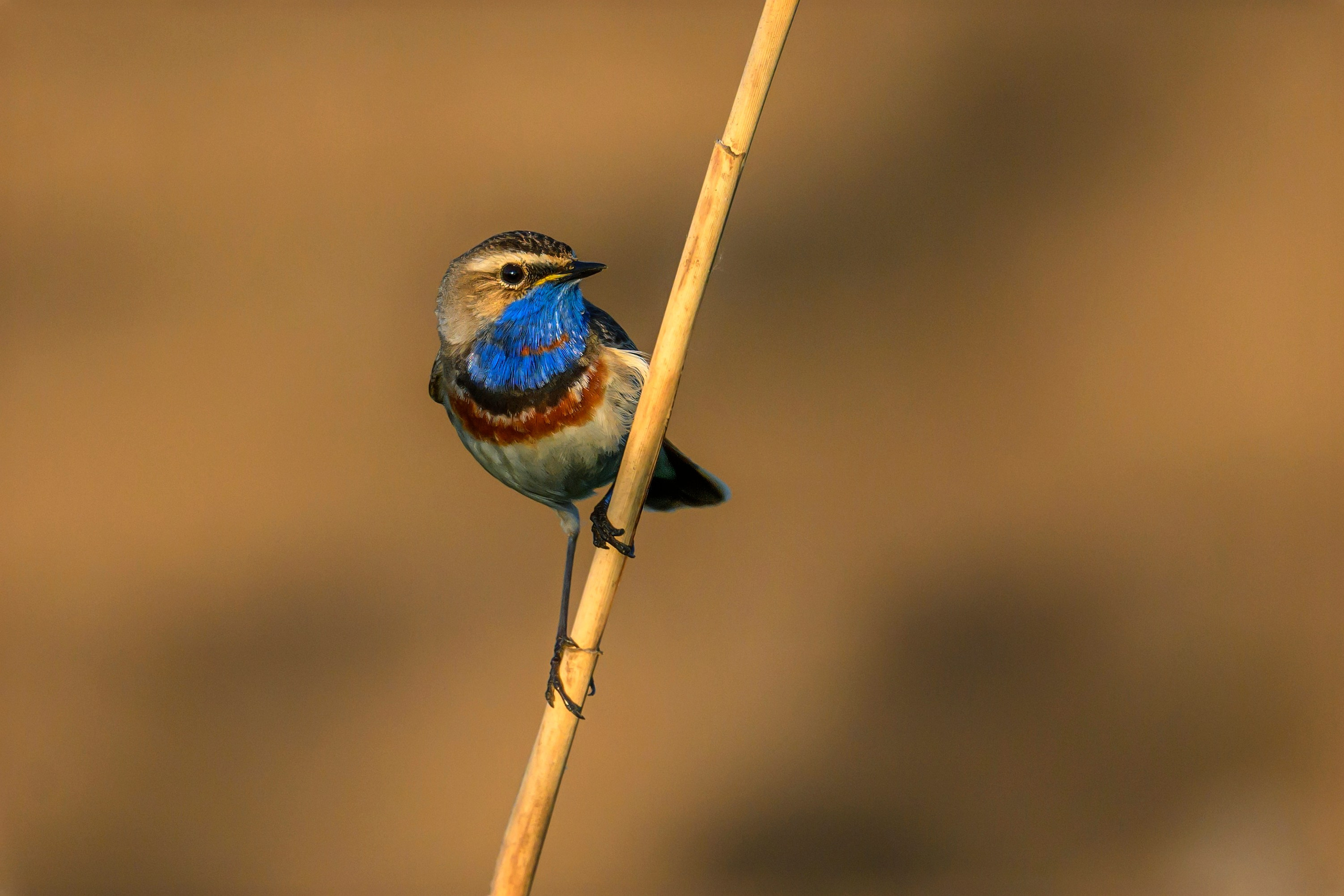 Веретенник и славка. Wildlife photography by Sergey Puponin