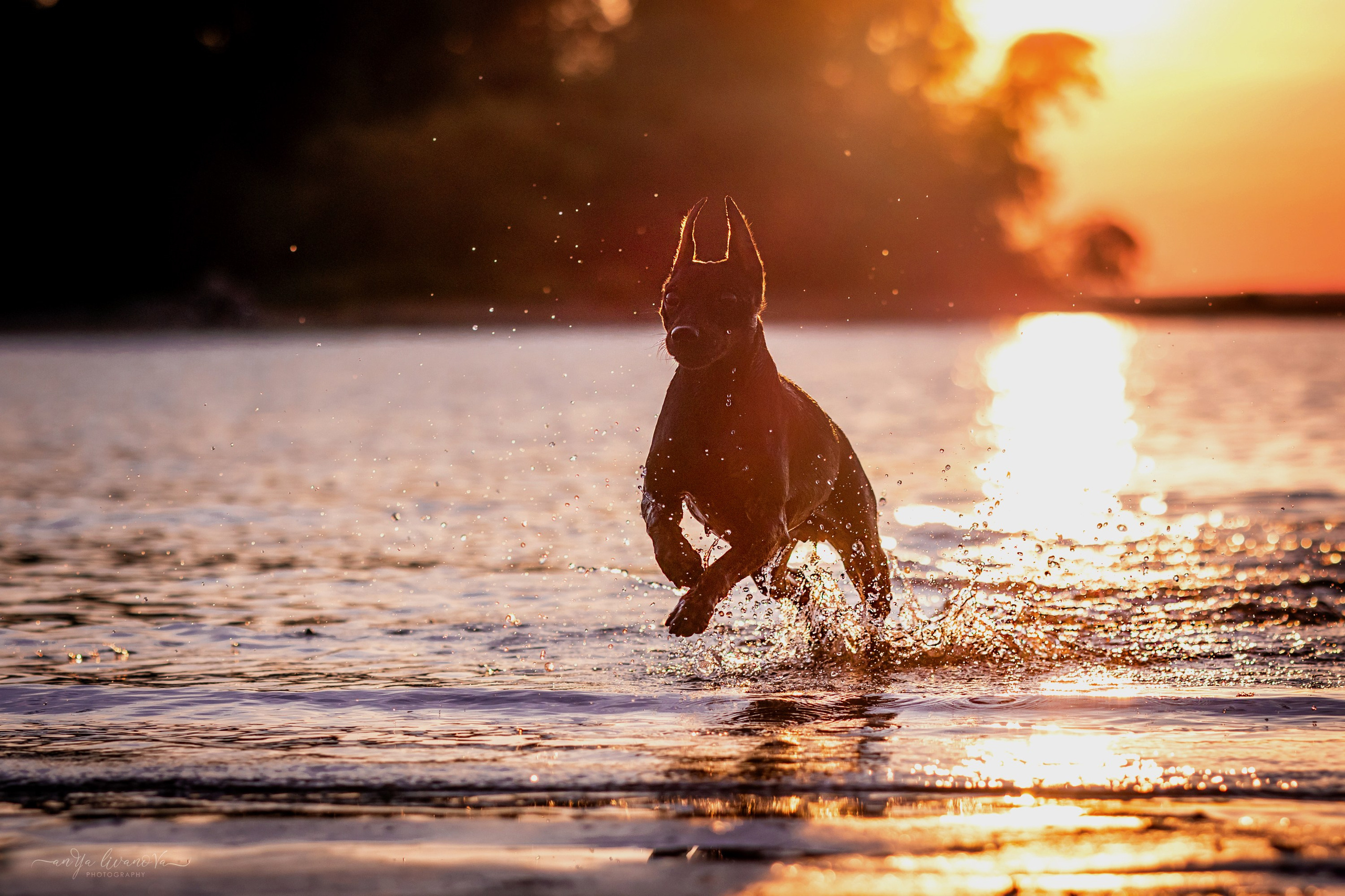 Ляля — Маня — Плюша закат. Фотограф анималист Аня Ливанова | Рыбинск