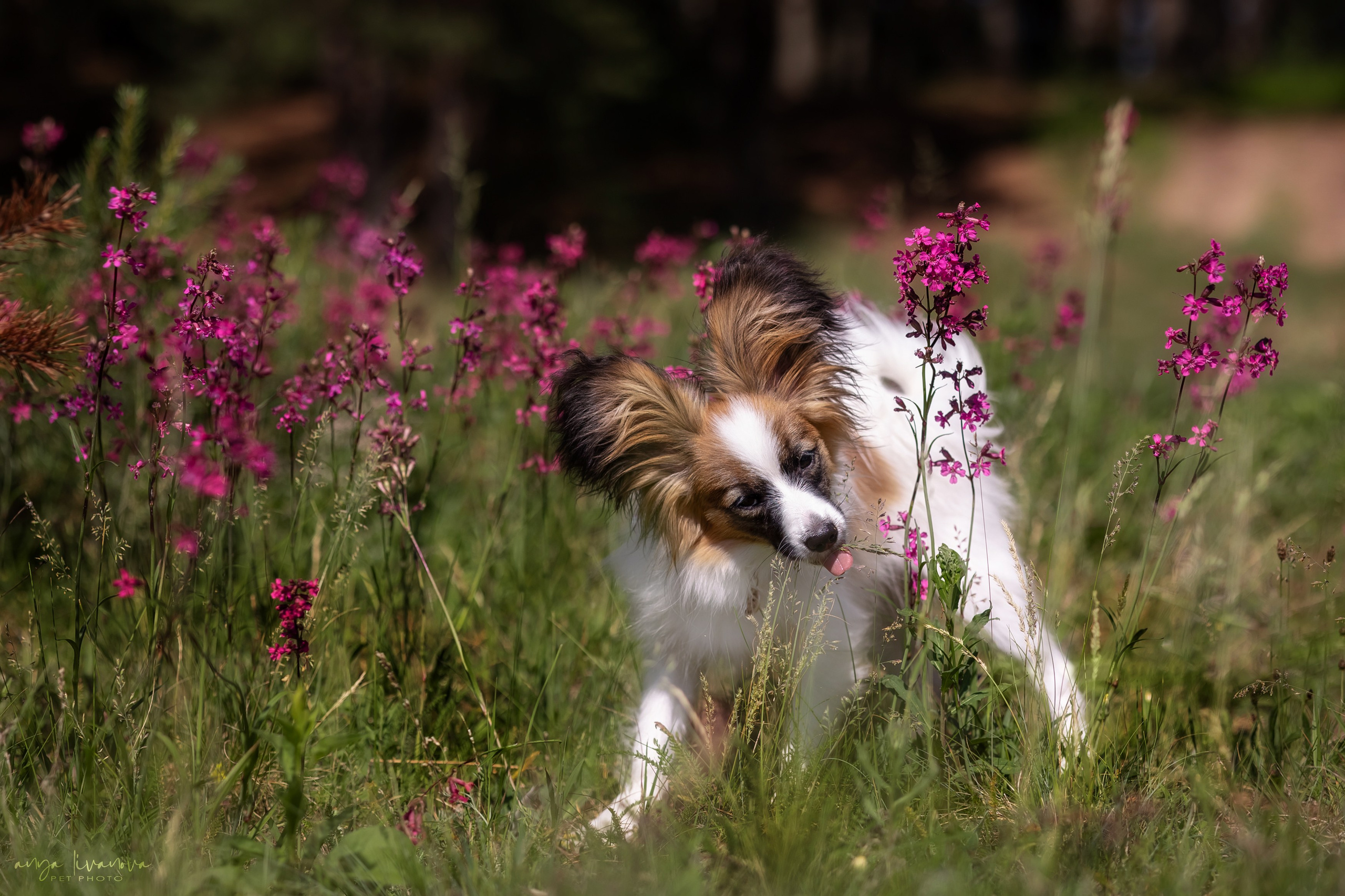 Хьюстон. Фотограф анималист Аня Ливанова | Рыбинск