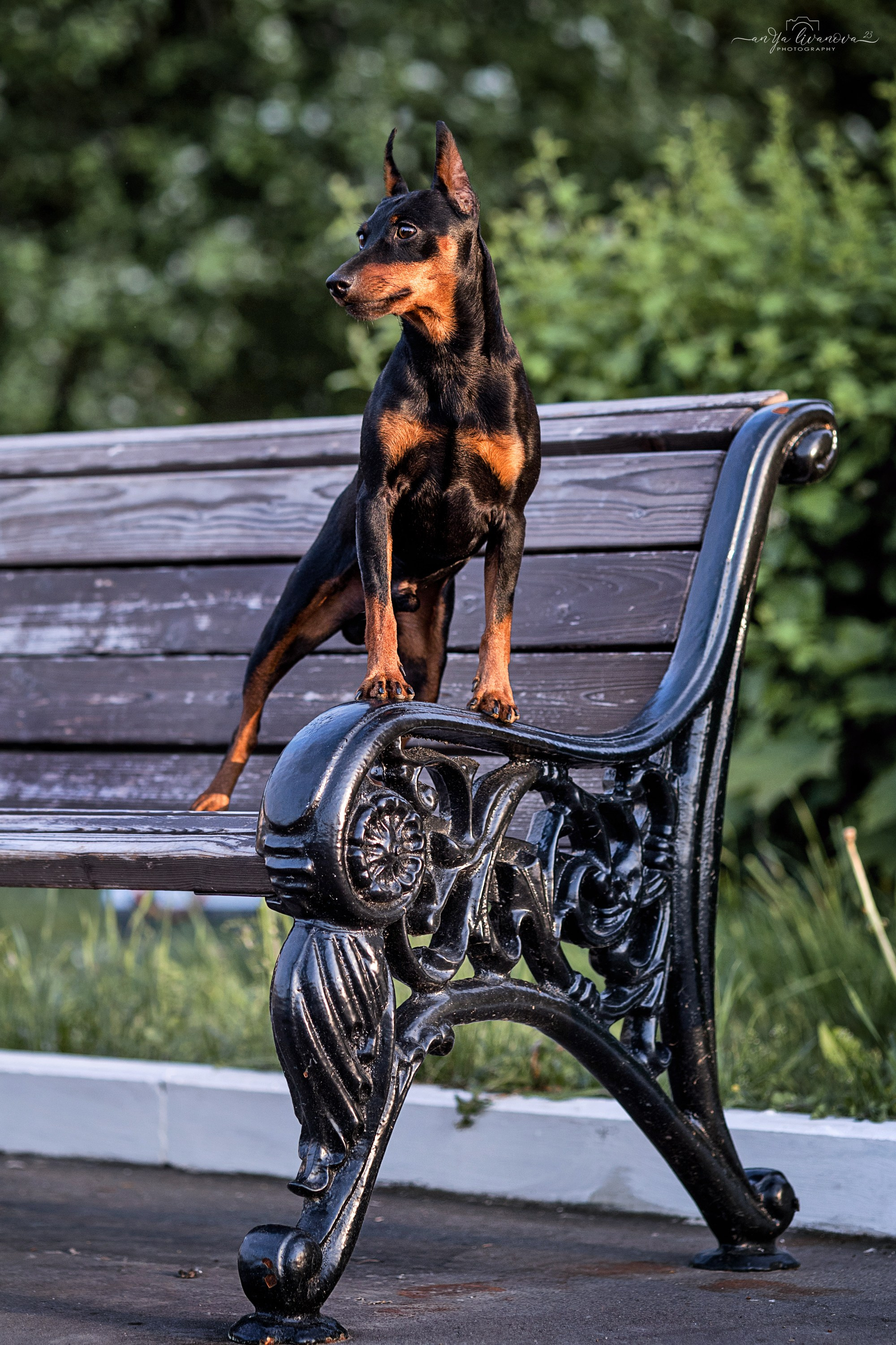 Буба. Фотограф анималист Аня Ливанова | Рыбинск