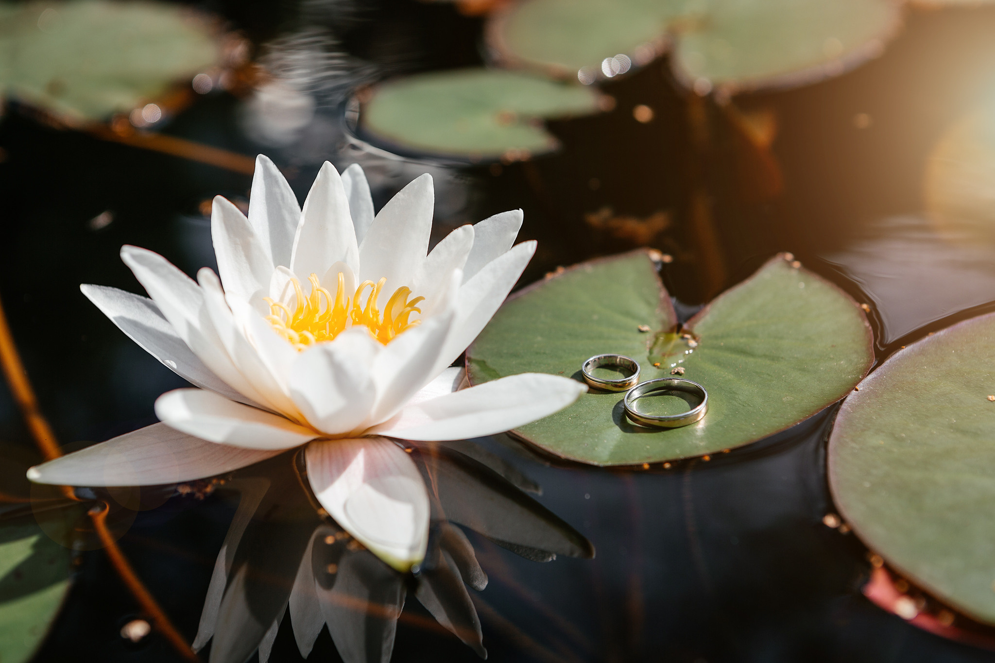 Свадебная фотосессия Аптекарский огород