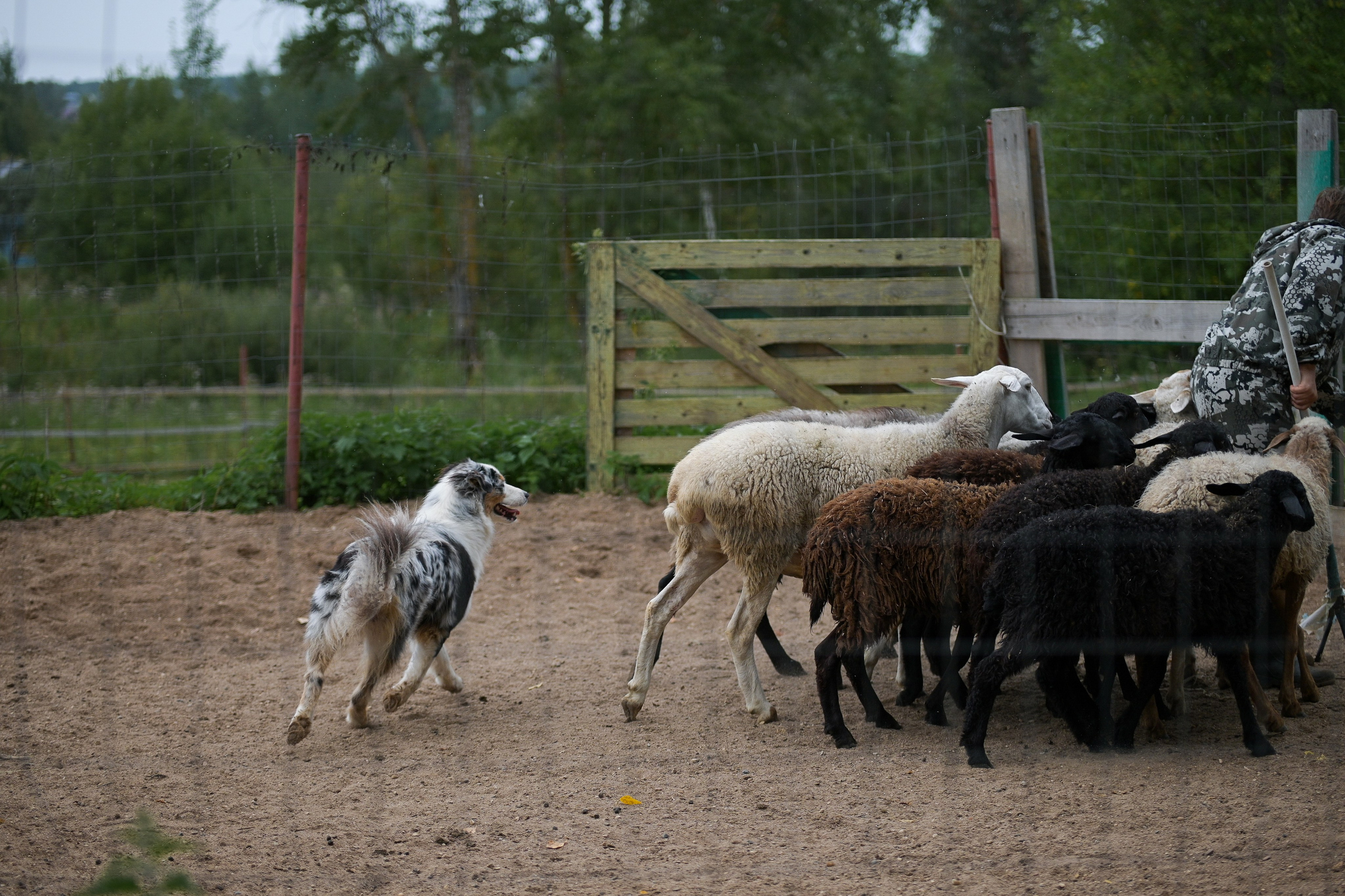 Пастьба собак. Творческий фотограф Вологда