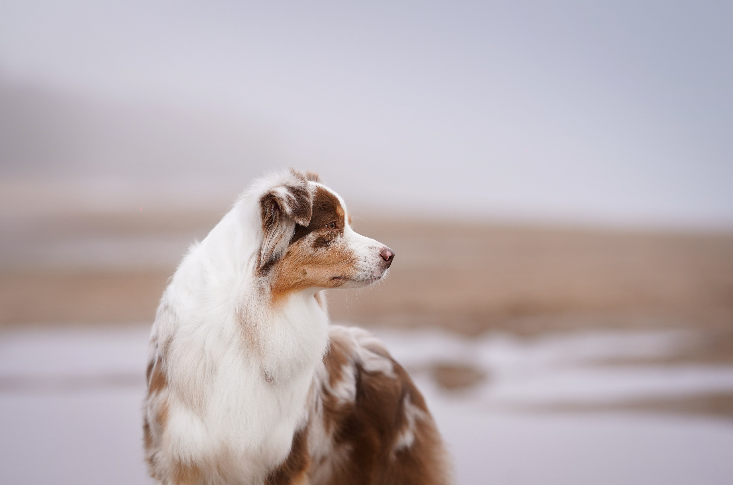 Панда Ладога. Фотограф-анималист в Санкт-Петербурге Яна Мартынова