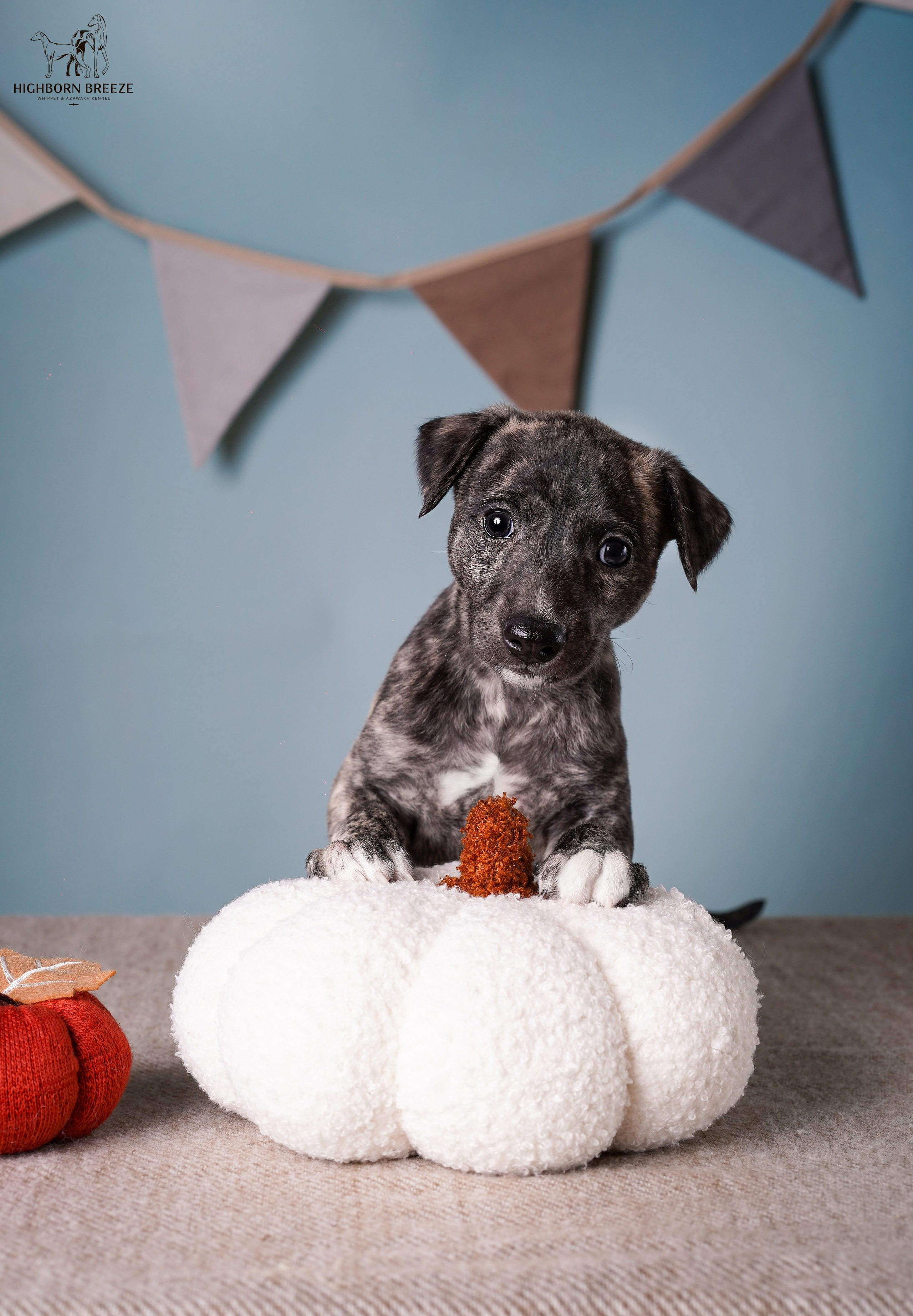 Щенки уиппета. Фотограф-анималист в Санкт-Петербурге Яна Мартынова