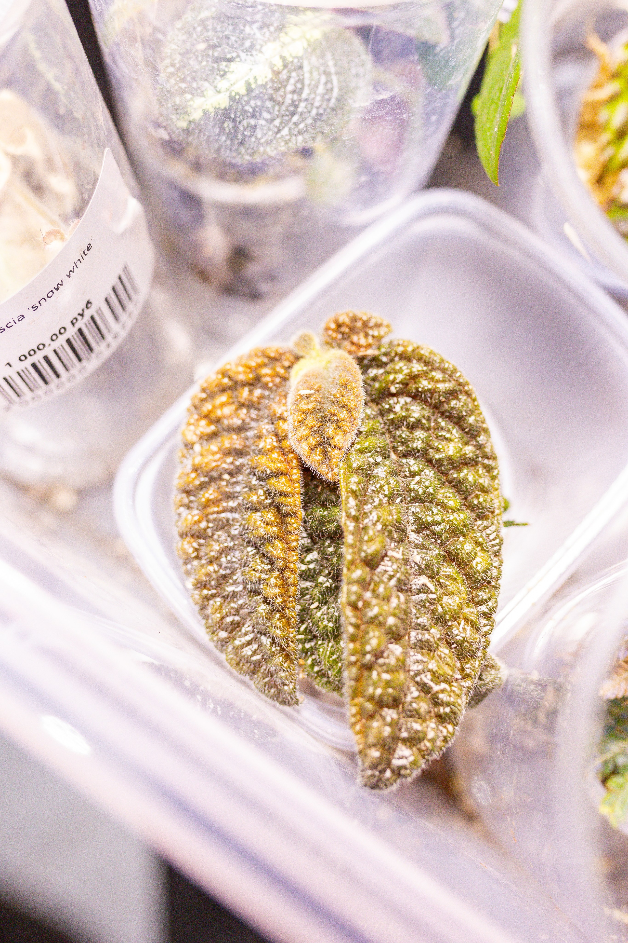 Монстериум 11–12 октября. Александра Куликова фотограф, Москва