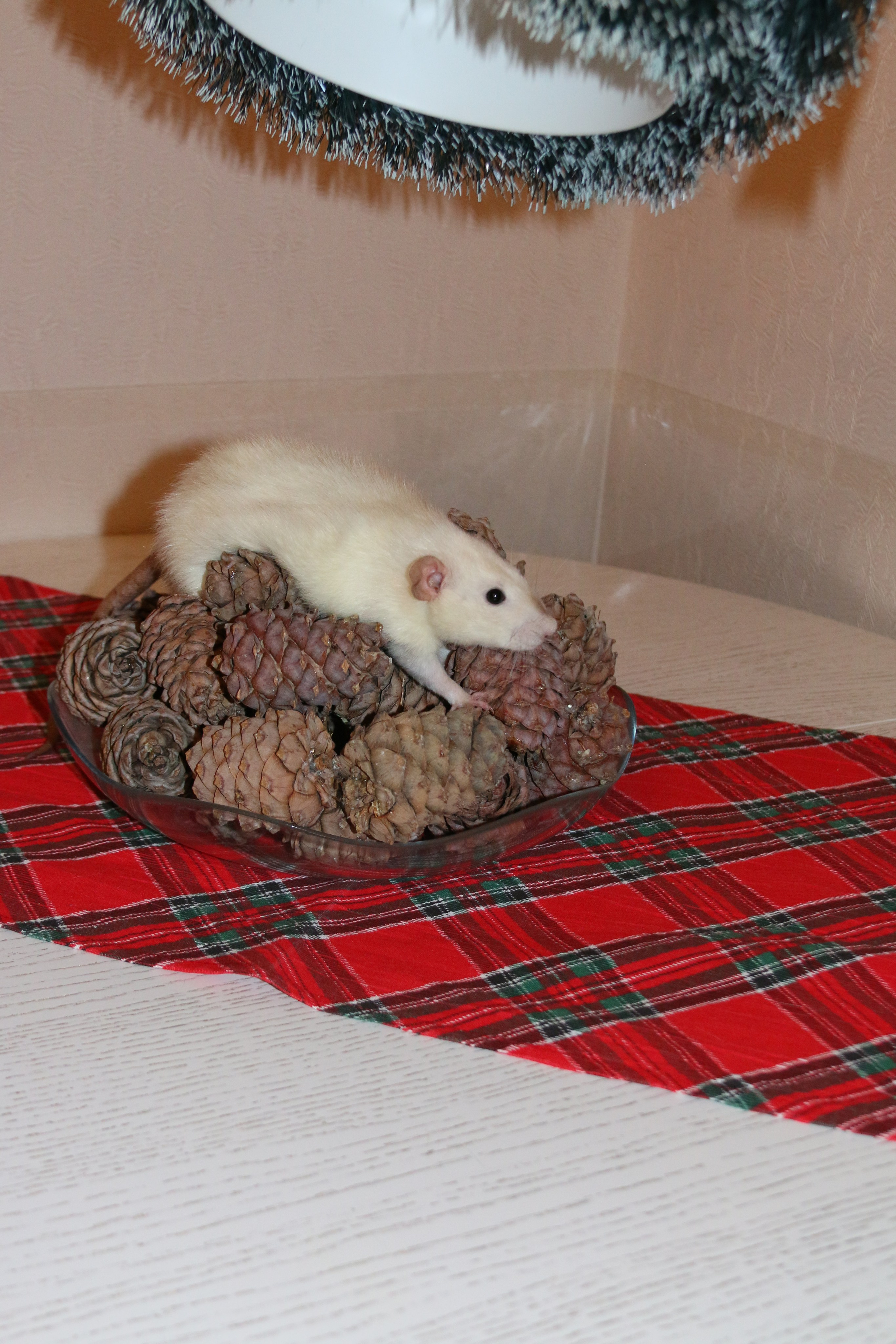 Съемка с питомцем