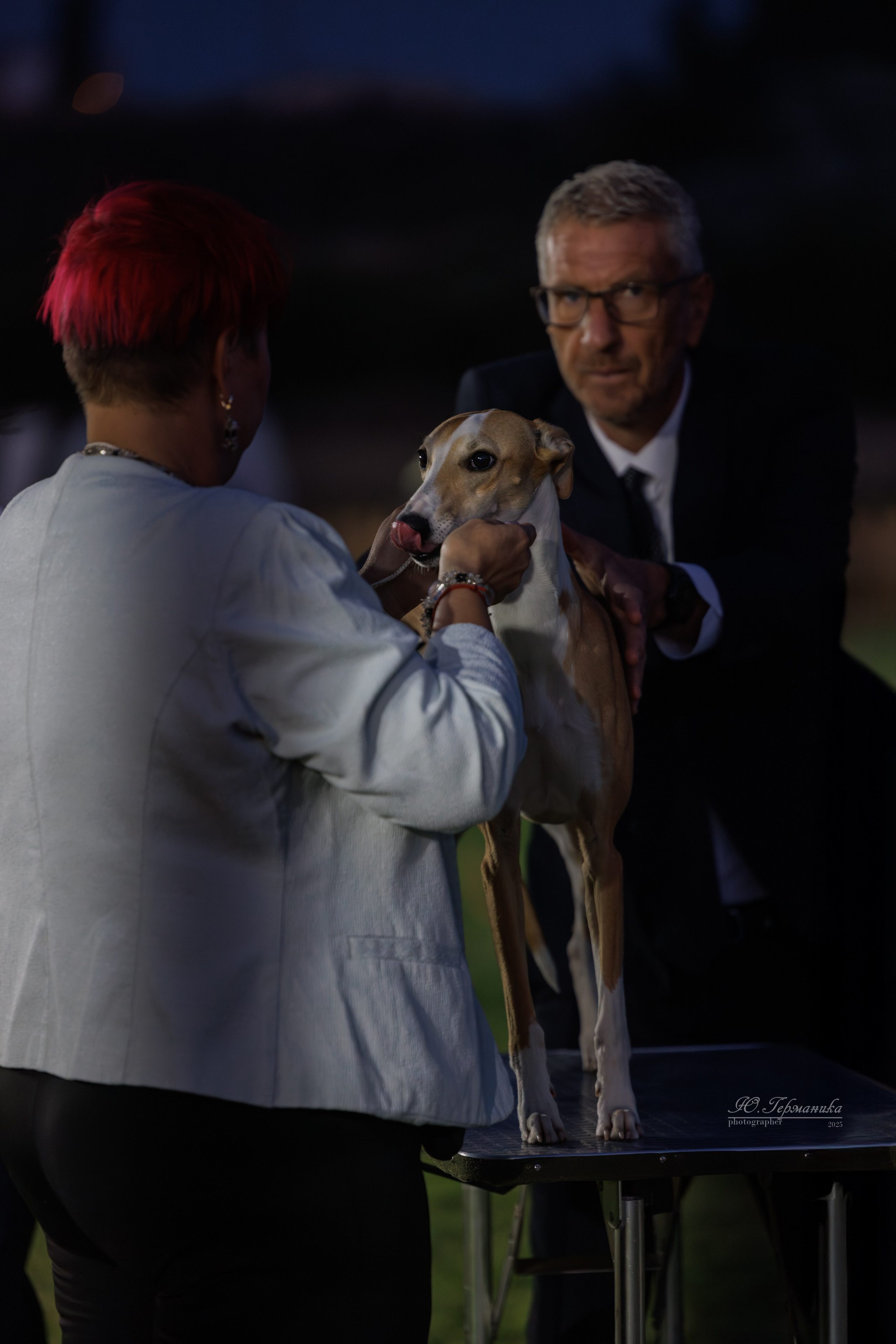 Ереван 3хCACIB 23-25.06.2025. Фотограф-анималист Юлия Германика