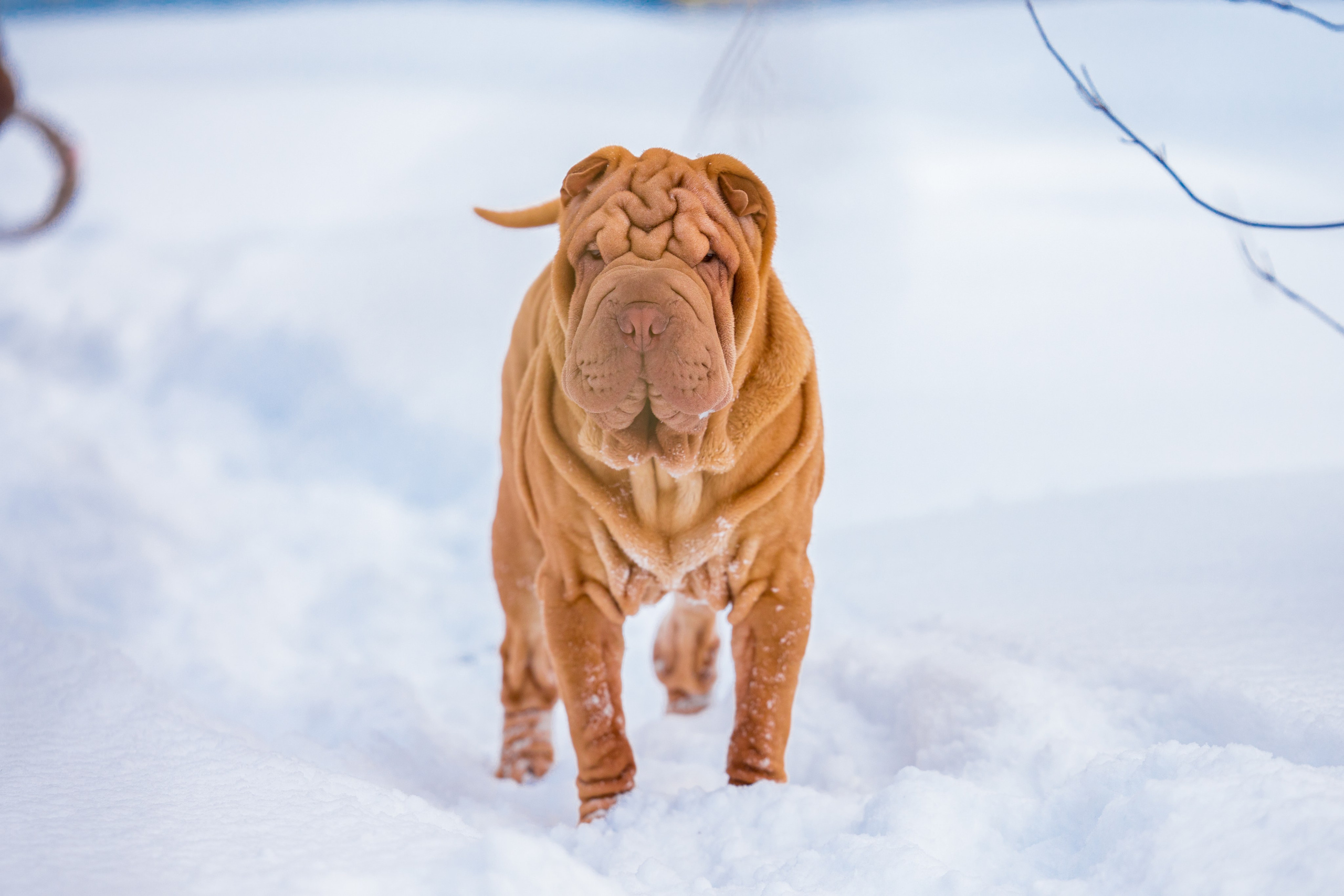 В гостях у шарпеев 16.01.2024. Фотограф-анималист Юлия Германика