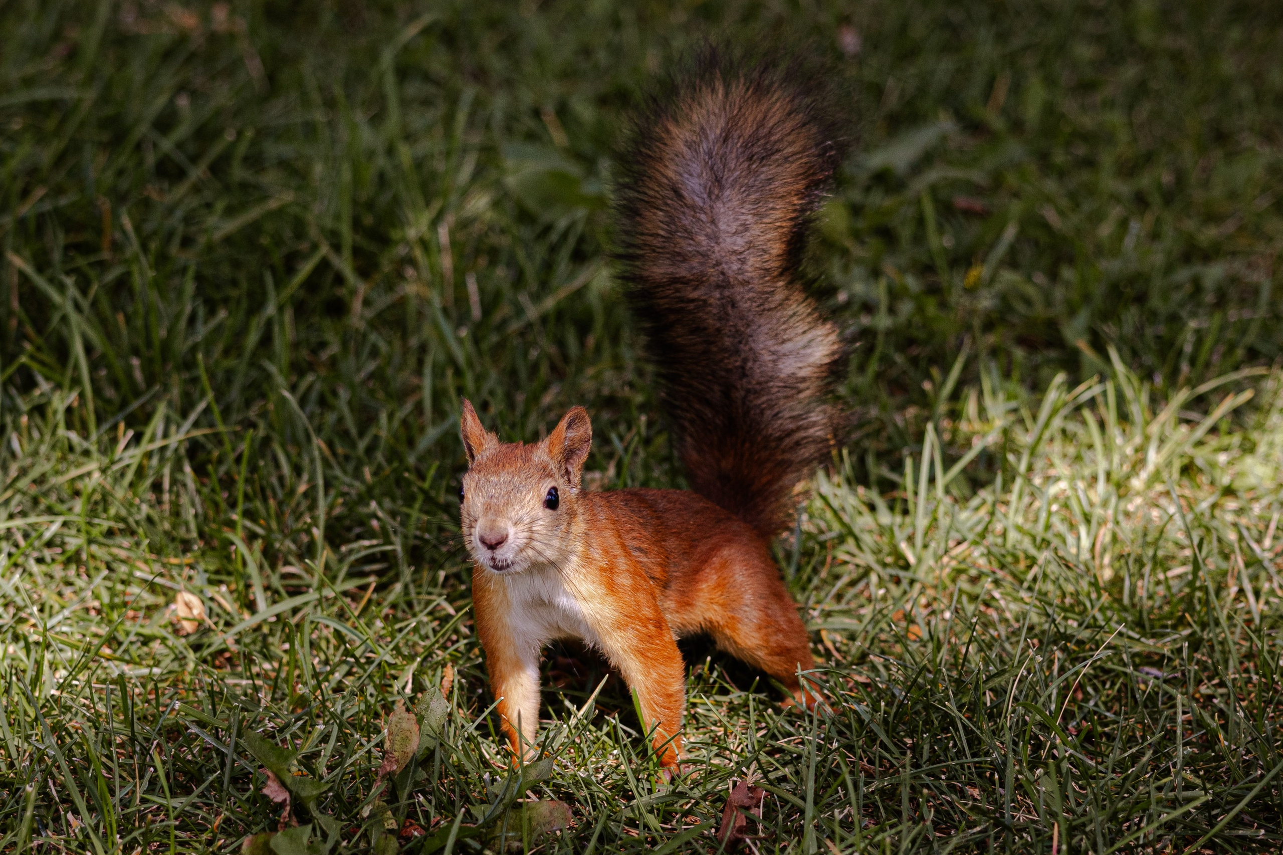 Свадьба Ксении и Думитру. Виктория Зудина — фотограф в Москве