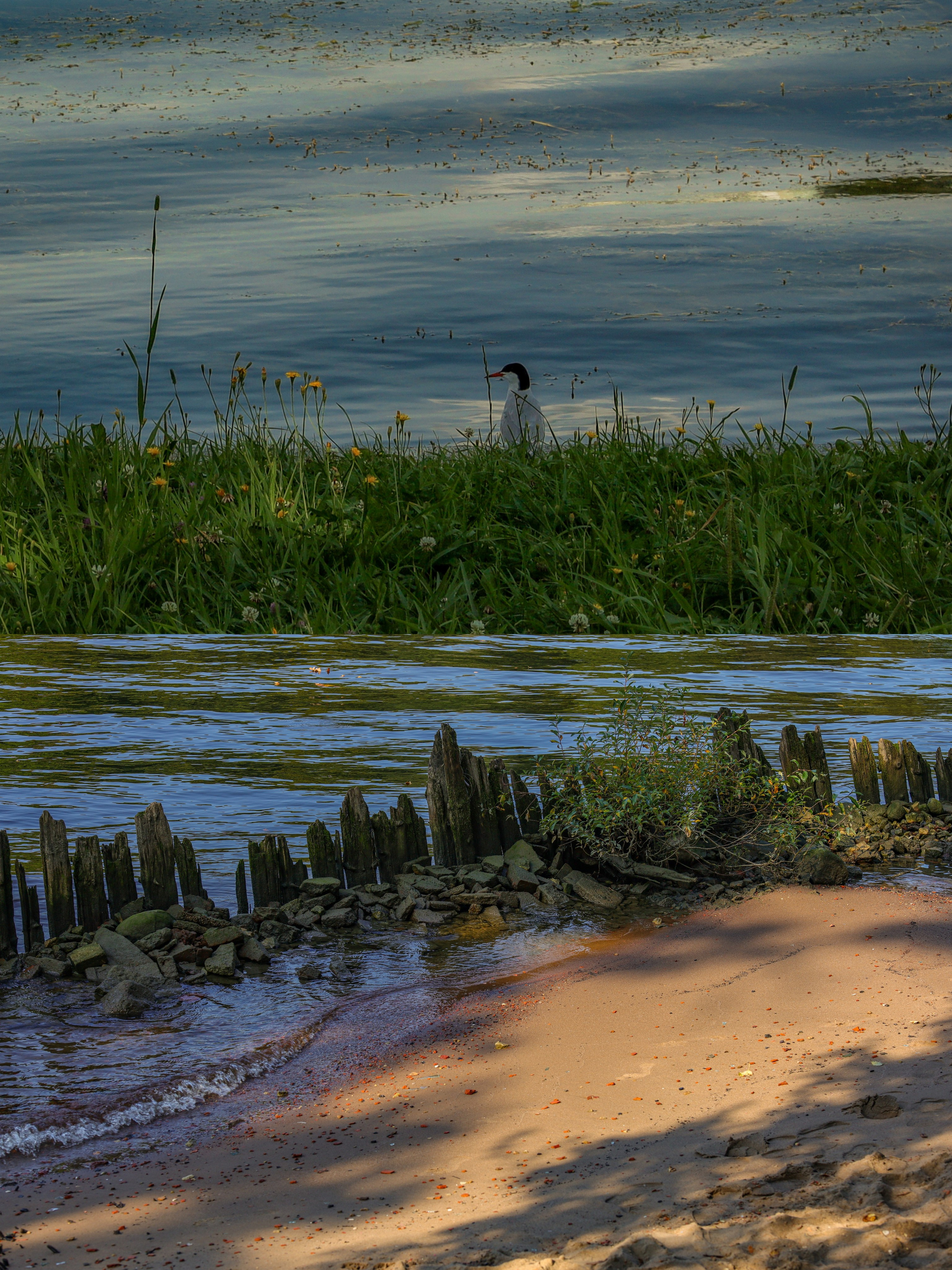 Природа &. Фотохудожник в СПб