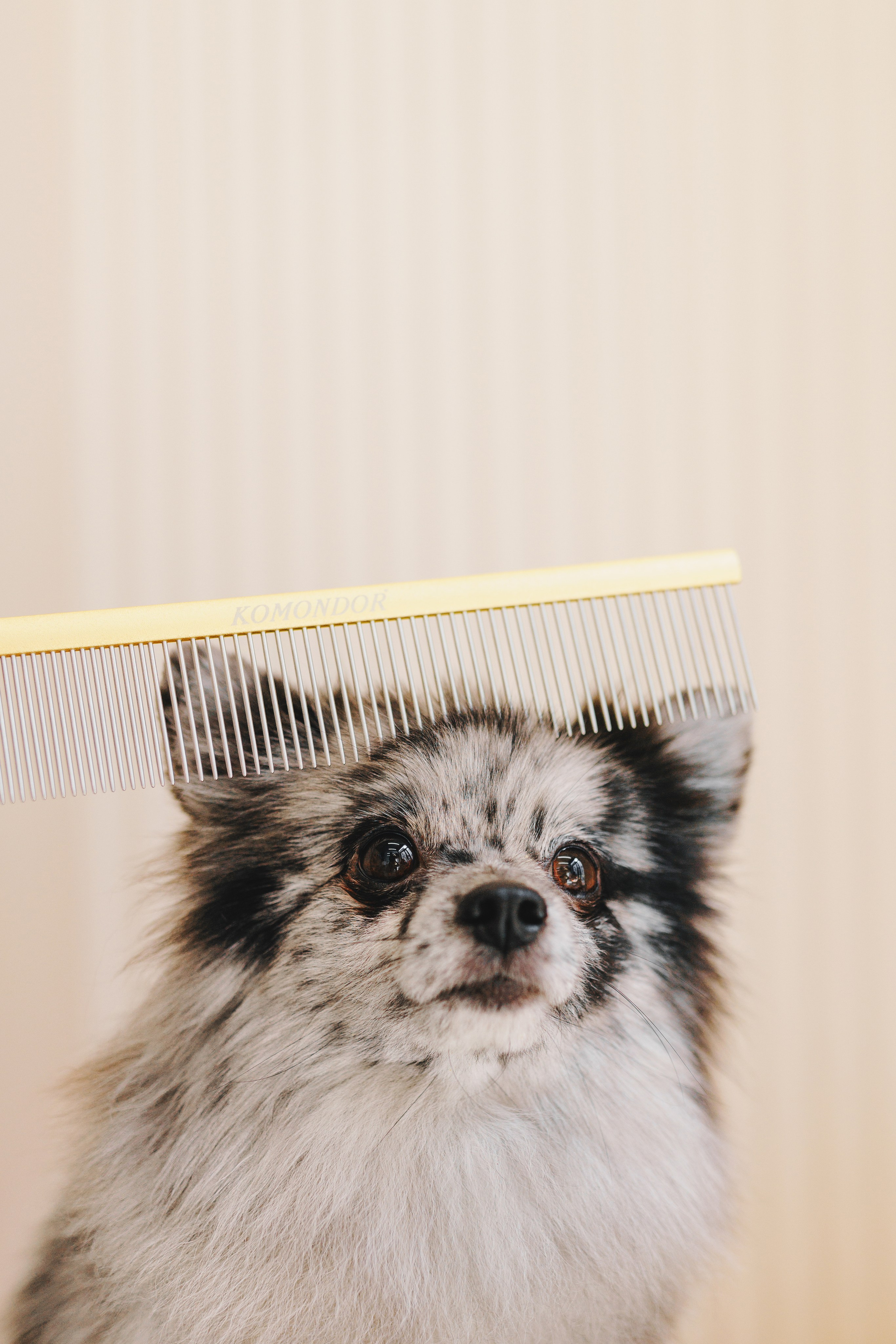 Груминг-салон. Фотограф анималист Осипчикова Мария