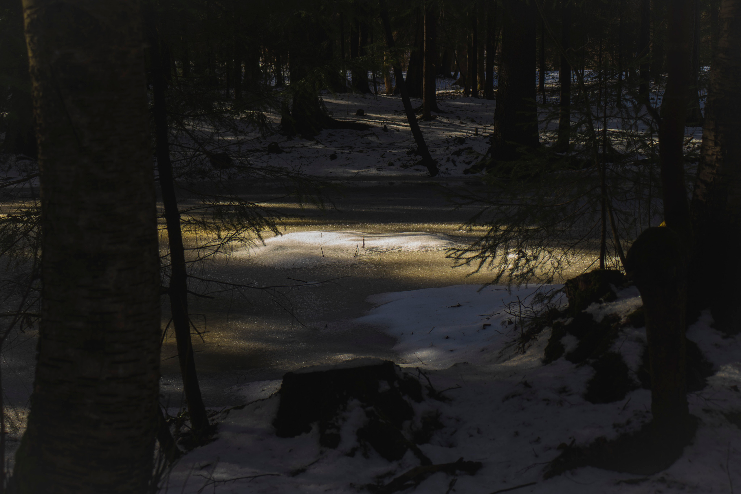 Из наблюдений. Плак или Квак