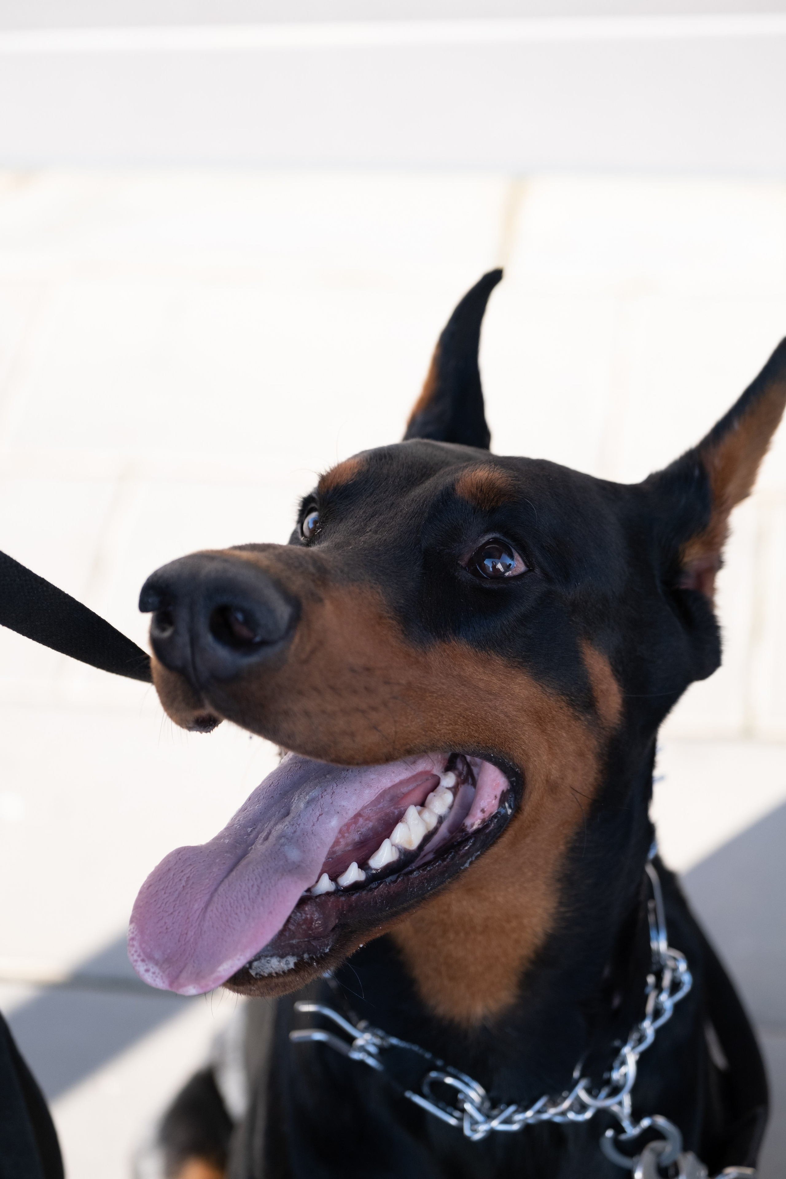 Фотосессия с Доберманом. Профессиональная фотосъемка в Крыму. Натуральные эмоции и живые кадры. Забронируйте дату прямо сейчас!