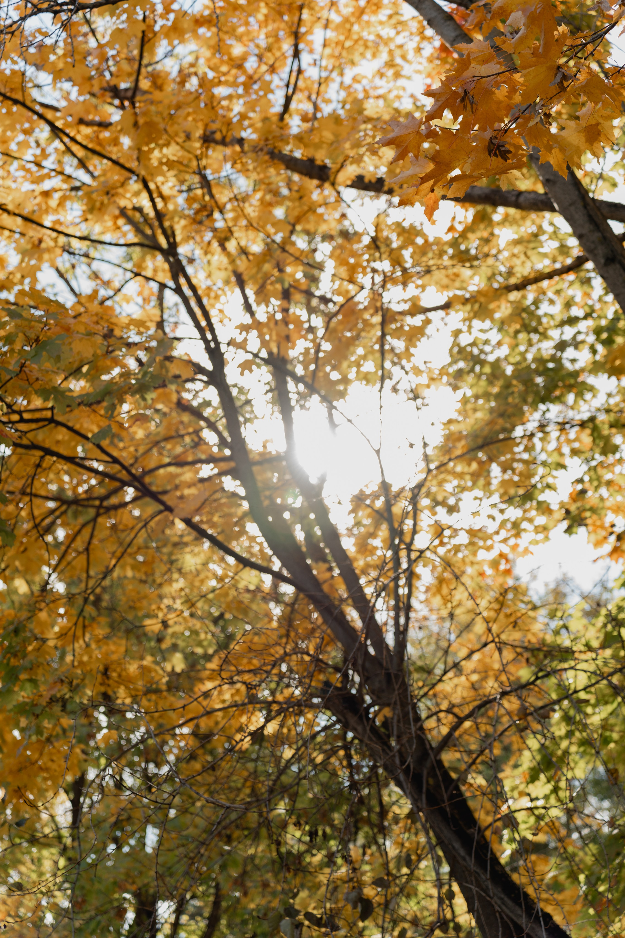 Осенняя прогулка с сыном. Виктория Саханкова — портретный и семейный фотограф в Москве