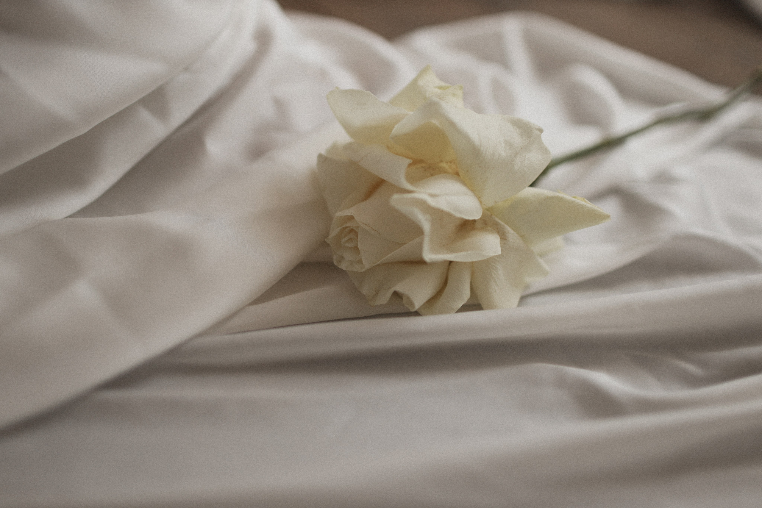 Ариана. Фотограф Воронцова Виталия Крым Севастополь