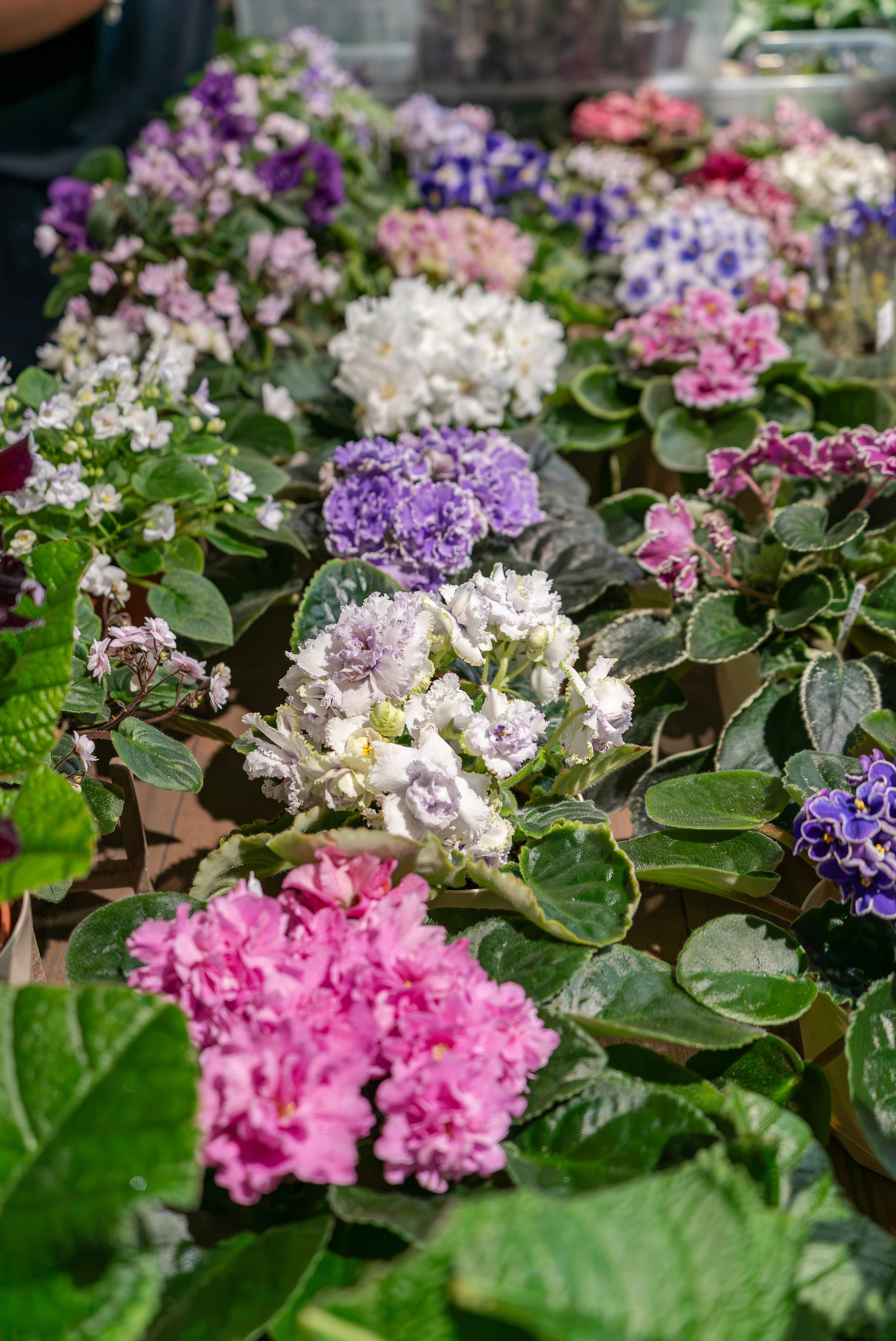 Greenrare июль. Александра Куликова фотограф, Москва