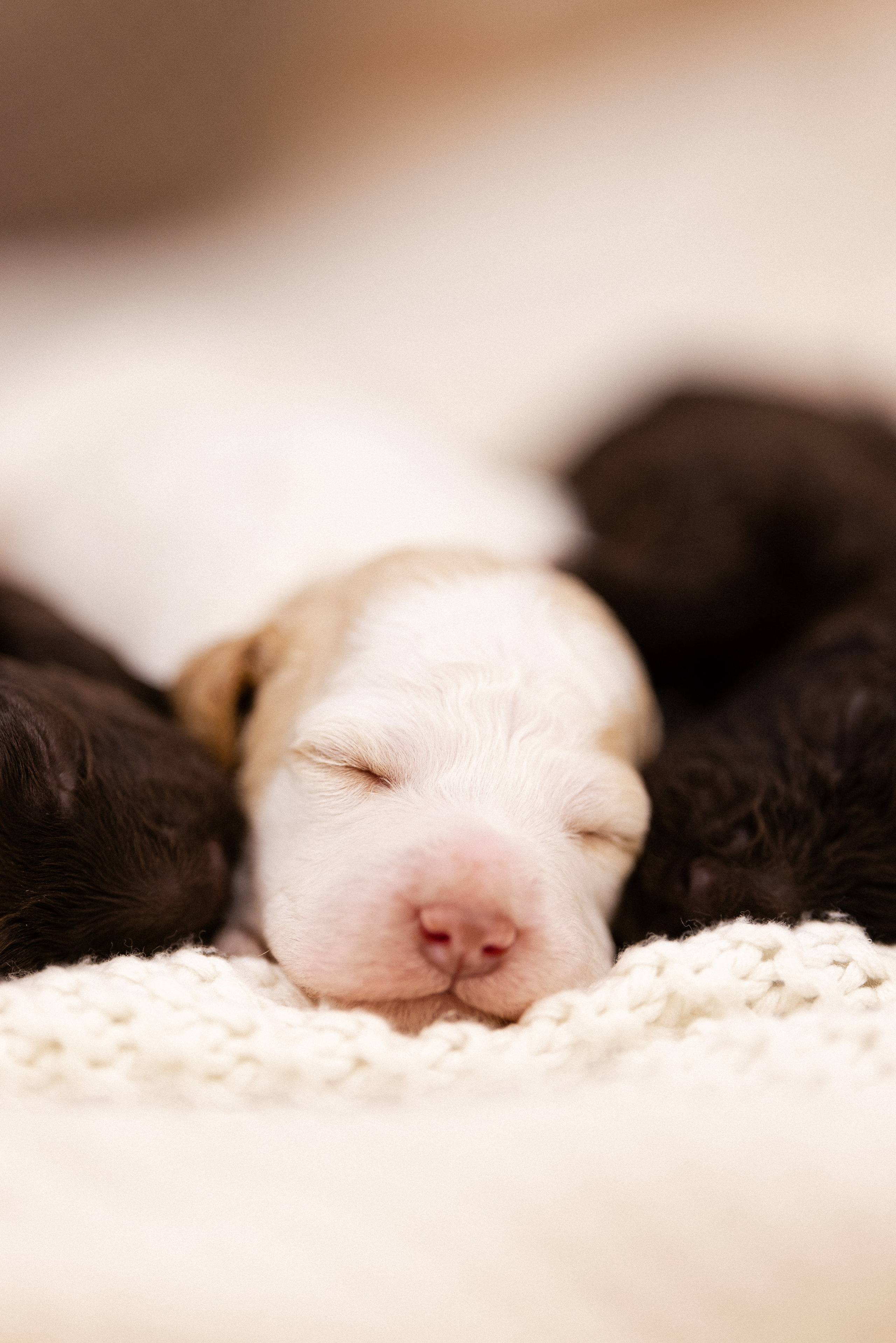 Лаготто Романьоло. Фотограф и видеограф анималист Аганина Дарья