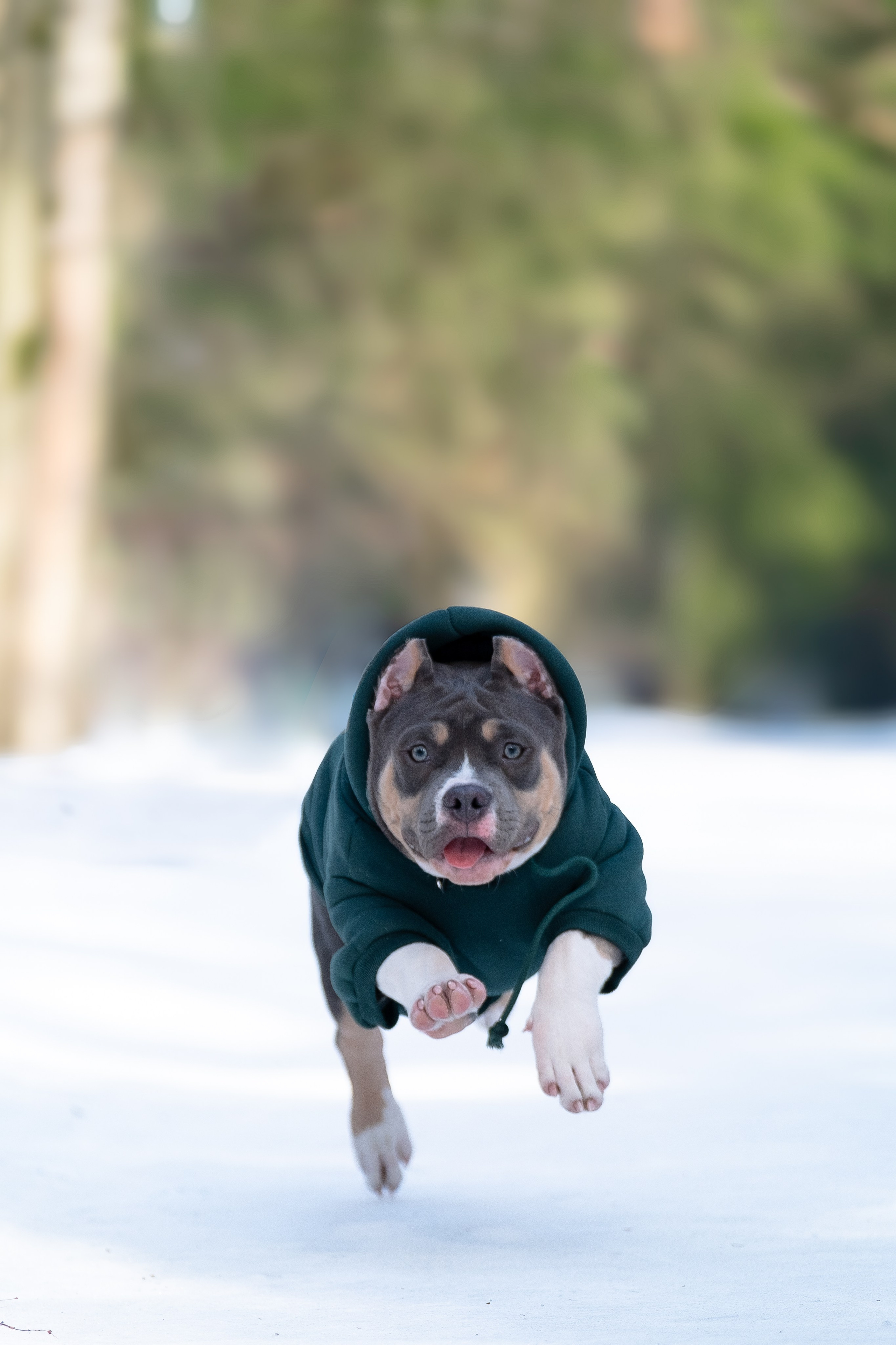 Валерия и Наган. Фотограф и видеограф анималист Аганина Дарья