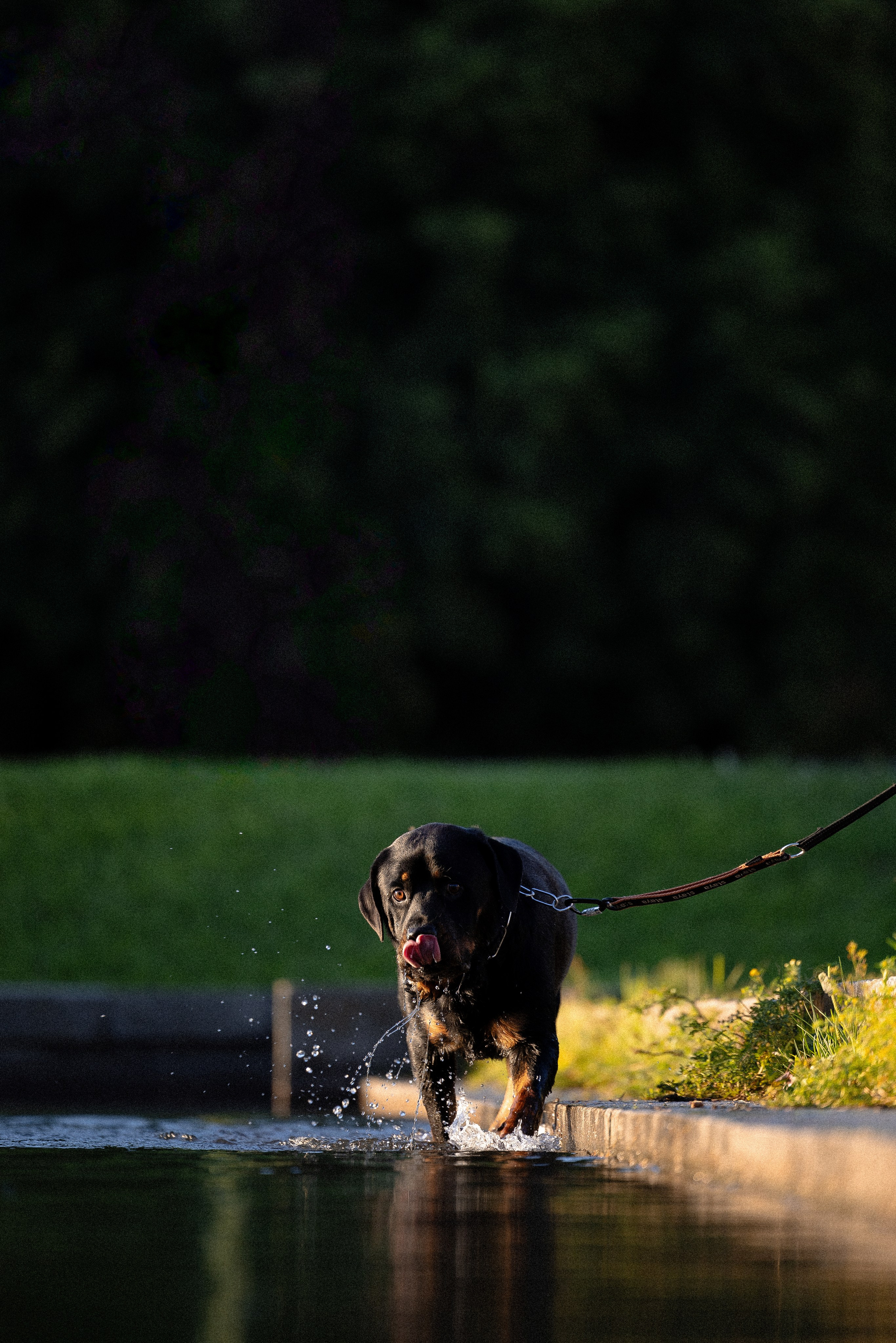 Катя, Леша, Лея и Трой. Фотограф и видеограф анималист Аганина Дарья