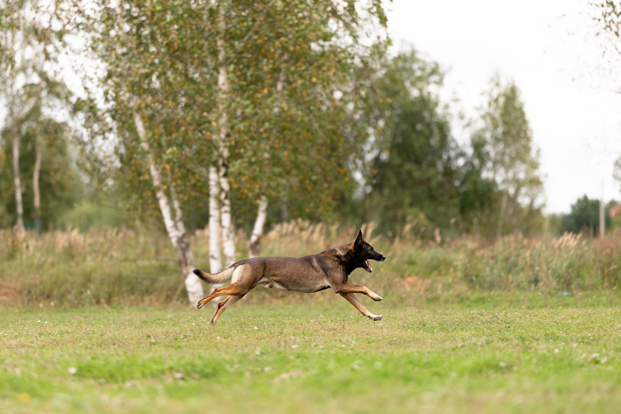 Макс. Фотограф и видеограф анималист Аганина Дарья