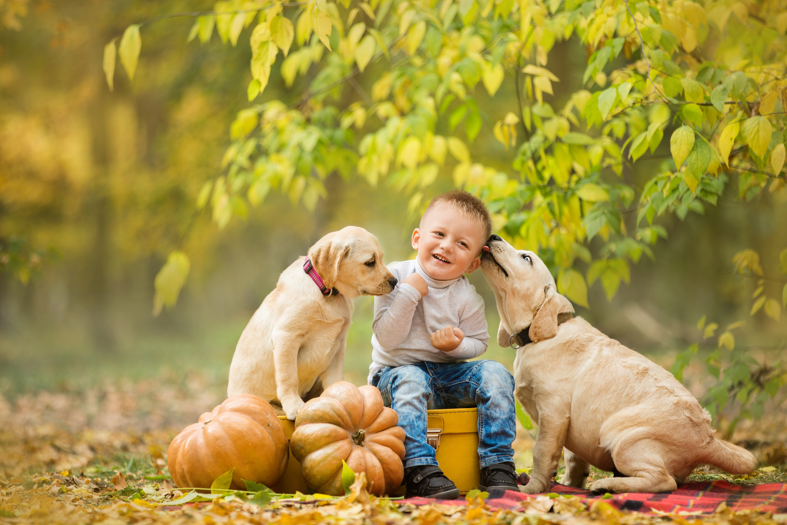 Щенки лабрадоры. Осень. Свадебный семейный и детский фотограф в Краснодаре Карина Федоровская