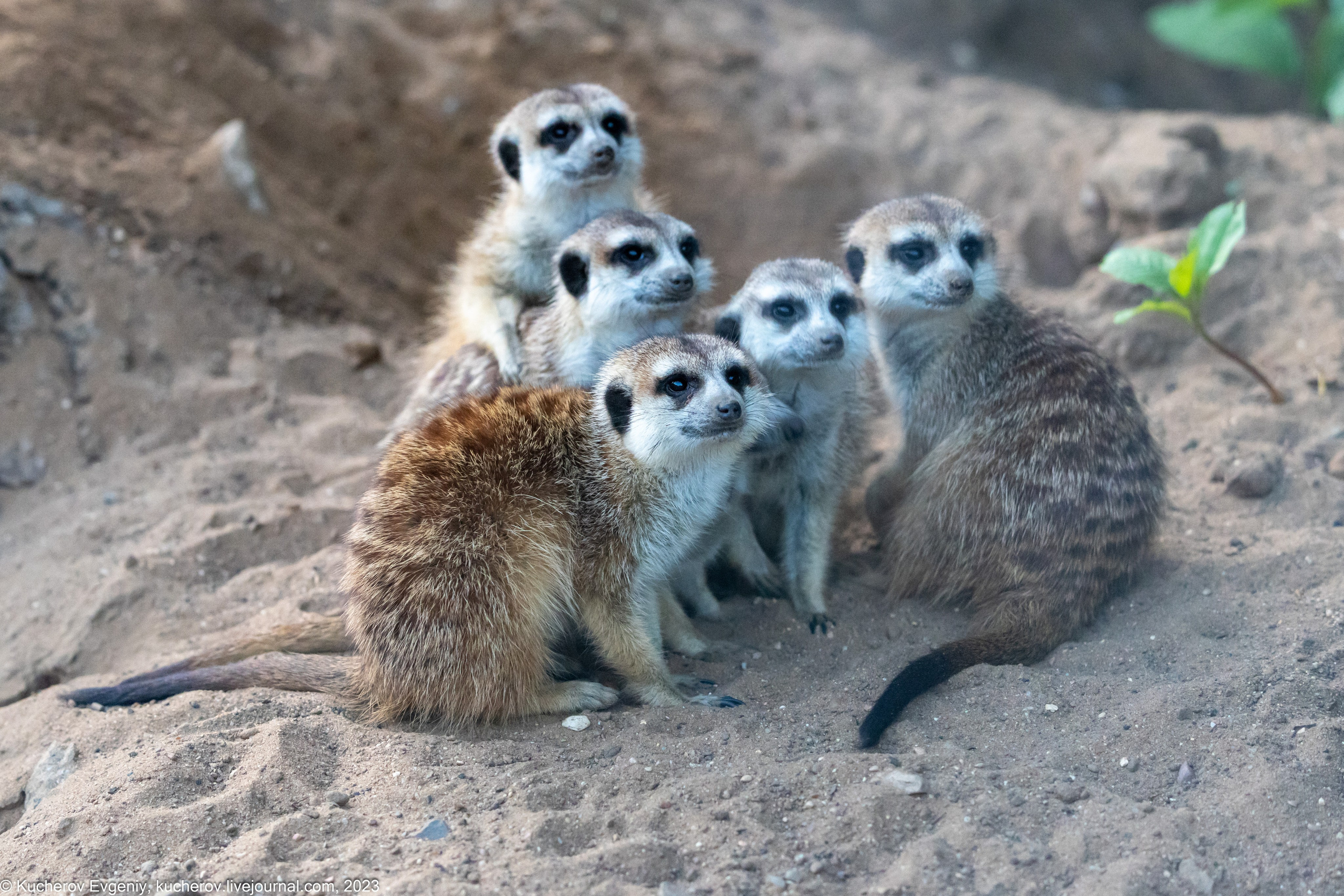 Сурикаты. Кучеров Евгений. Фотограф