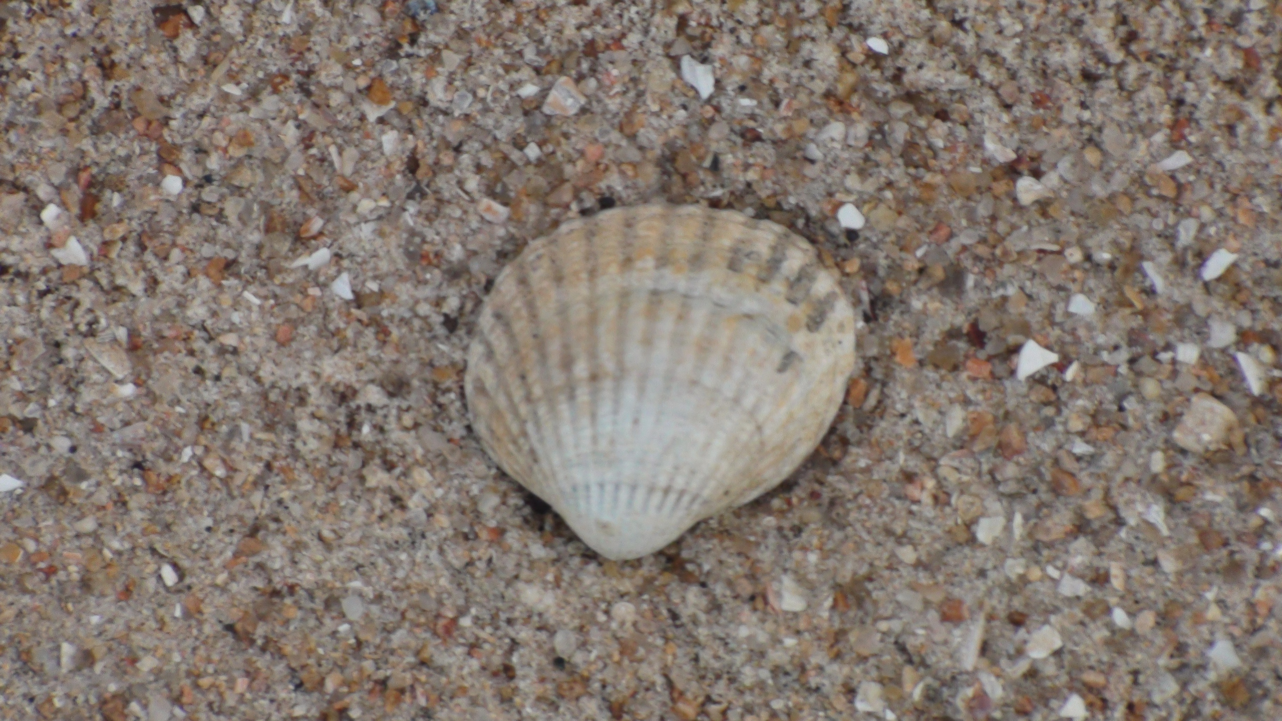 Украина 05.07.2013. Семейный, Свадебный фотограф СПБ Питер— Романова Екатерина