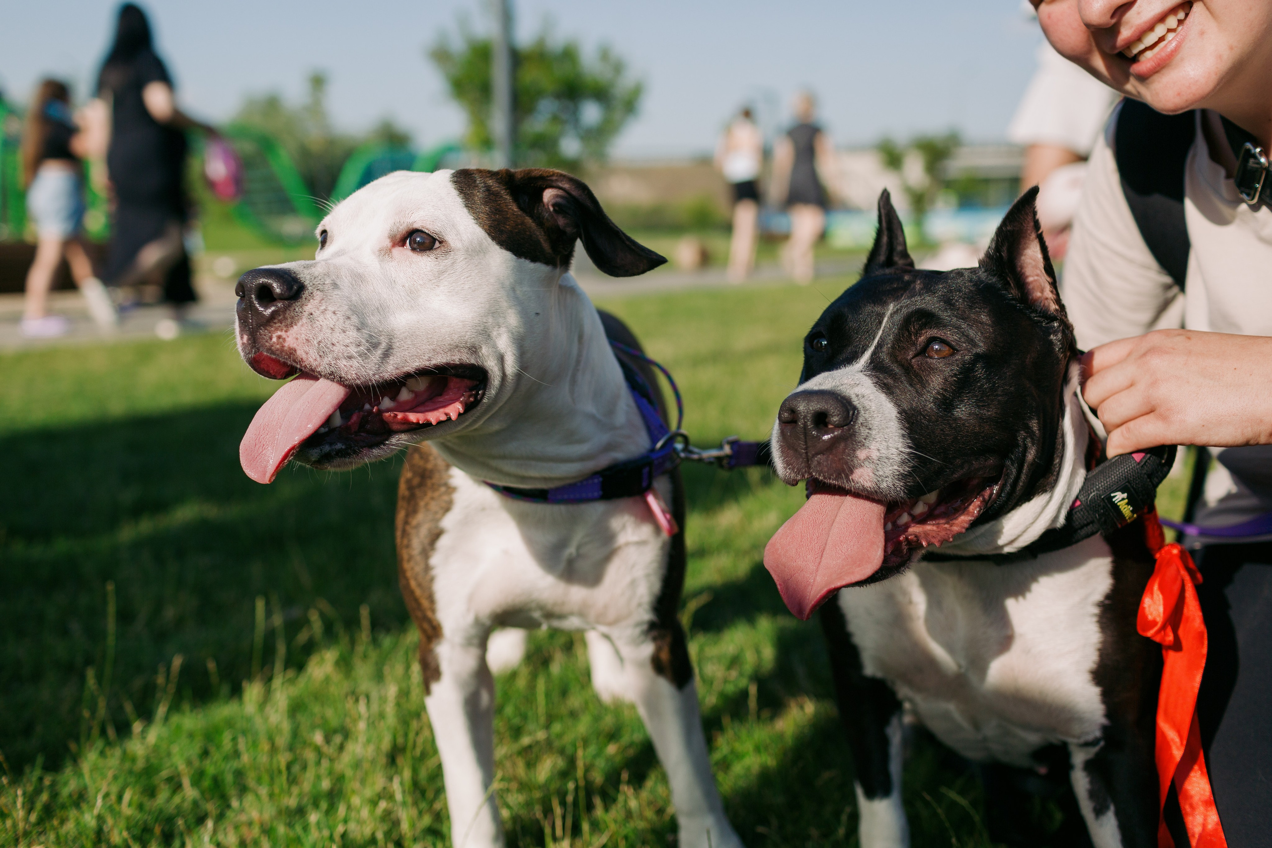 Dog Fest 2024. Главная