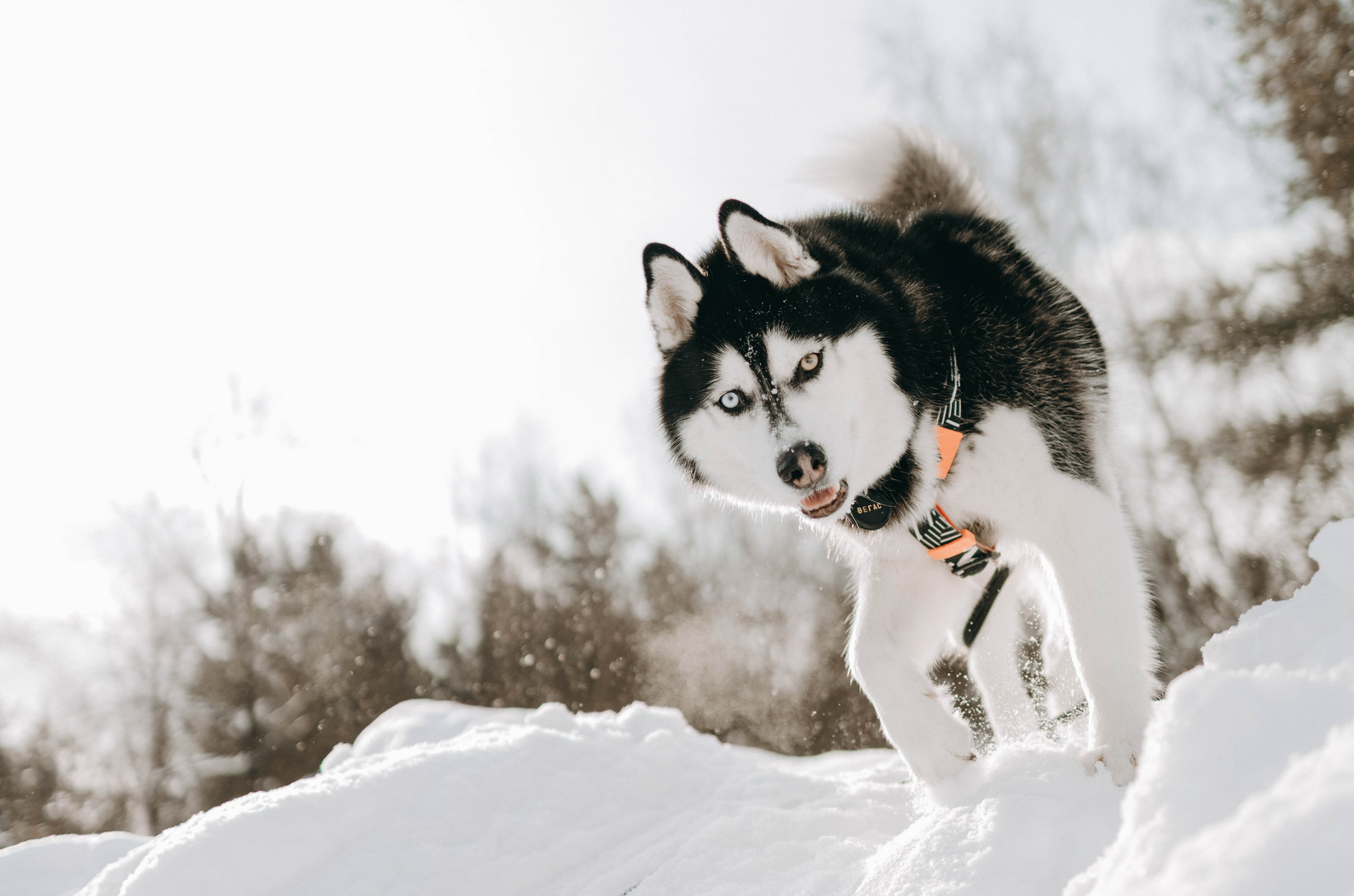 Анна и Вегас. Фотограф-анималист в Екатеринбурге | Кристина