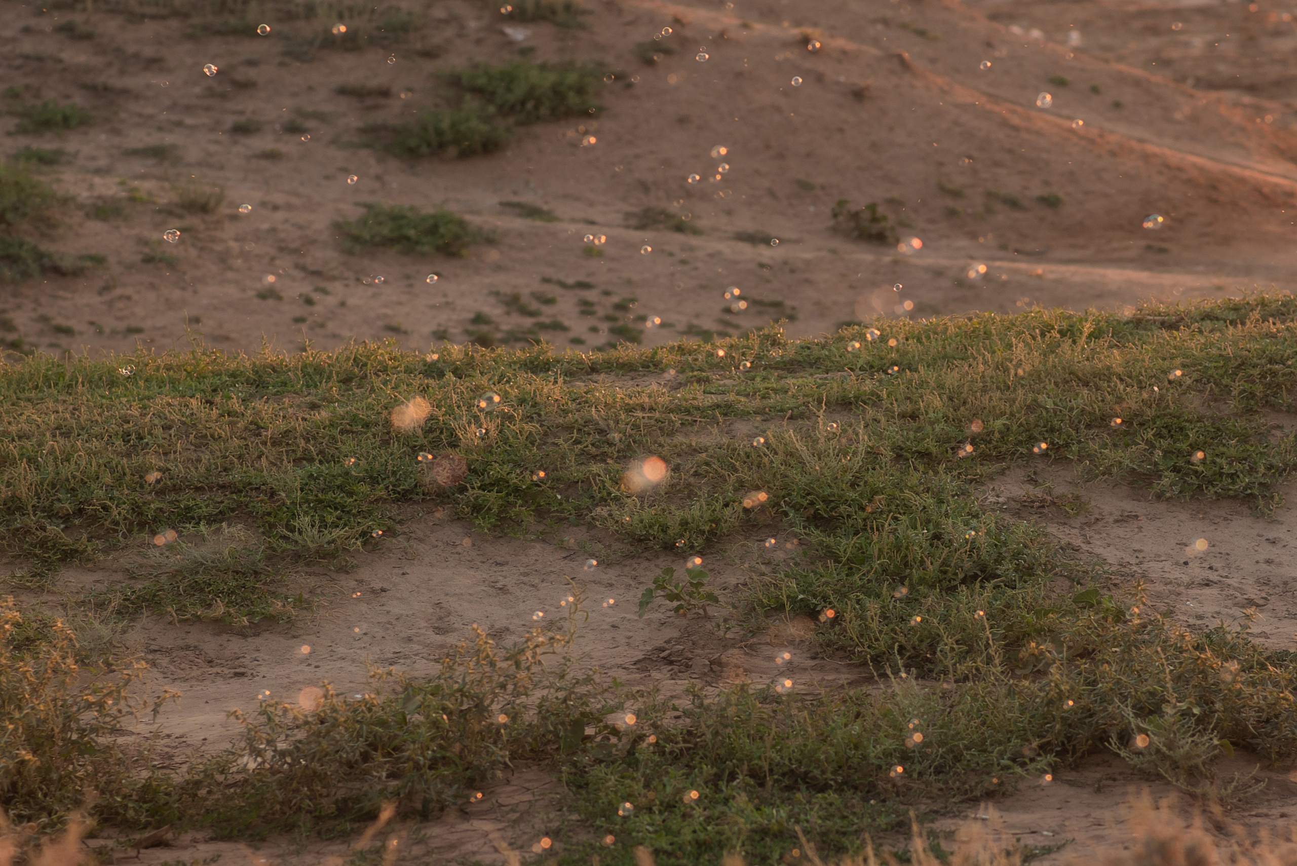 В поле каждый колосок. Главная