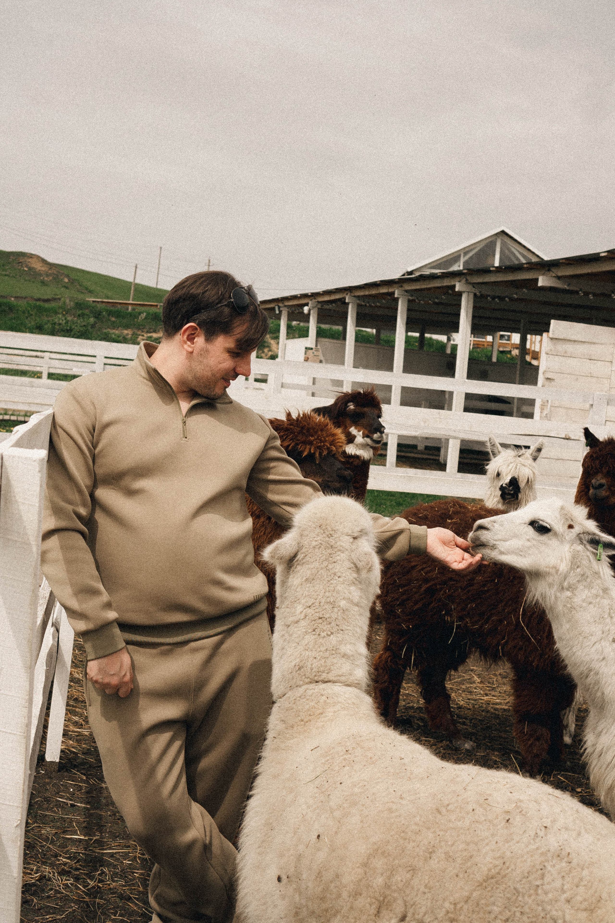 Ферма Альпак. Профессиональный фотограф, Санкт-Петербург — Виктория Богомолова