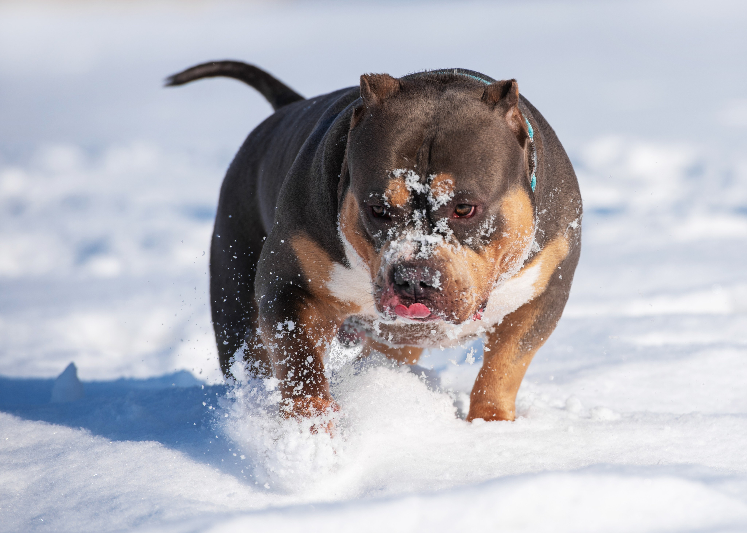 Булли. Дог-фотограф в Тюмени Александра Королева
