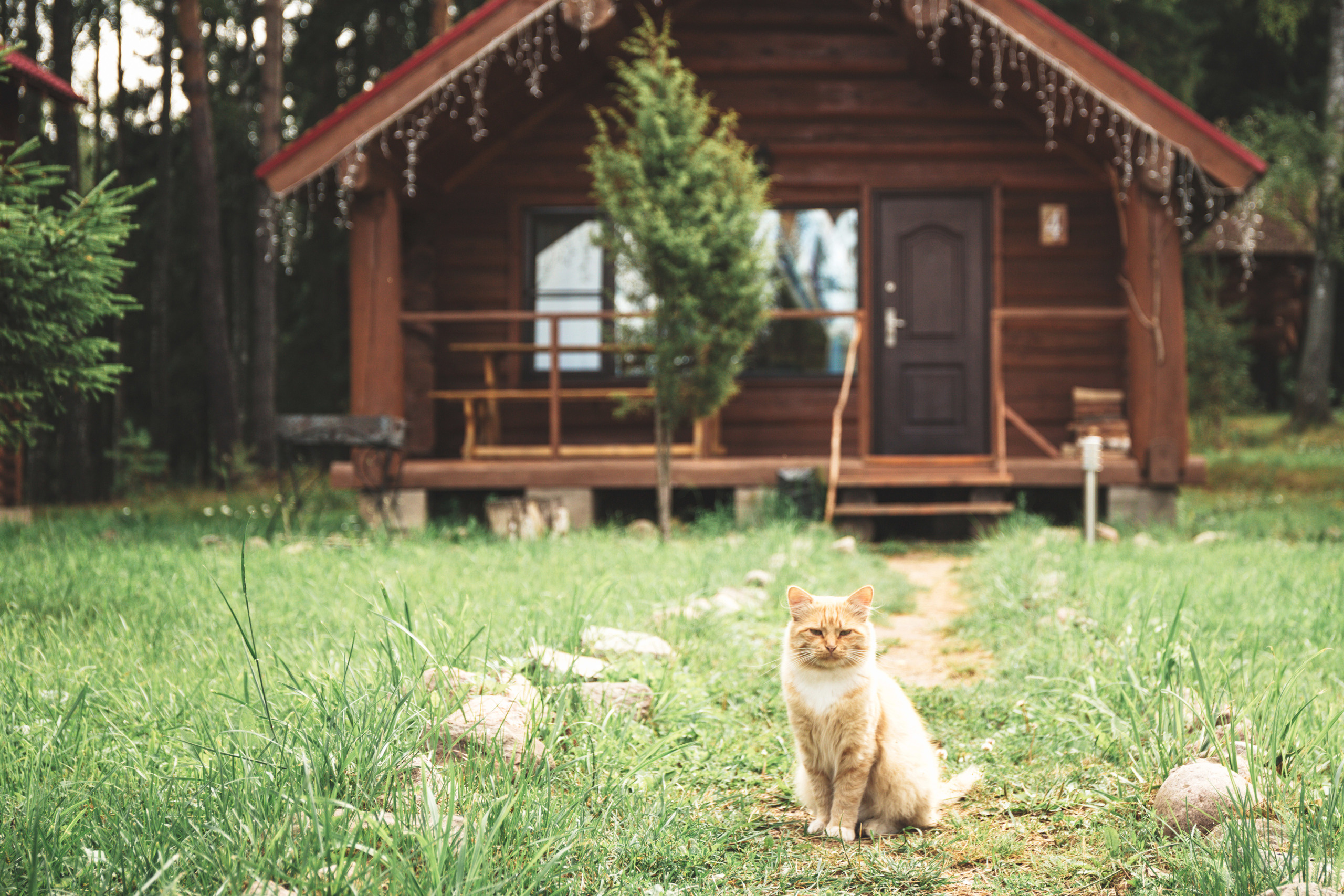 Оксана и Евгений. Свадебный и семейный фотограф в Санкт-Петербурге Евгений Панин