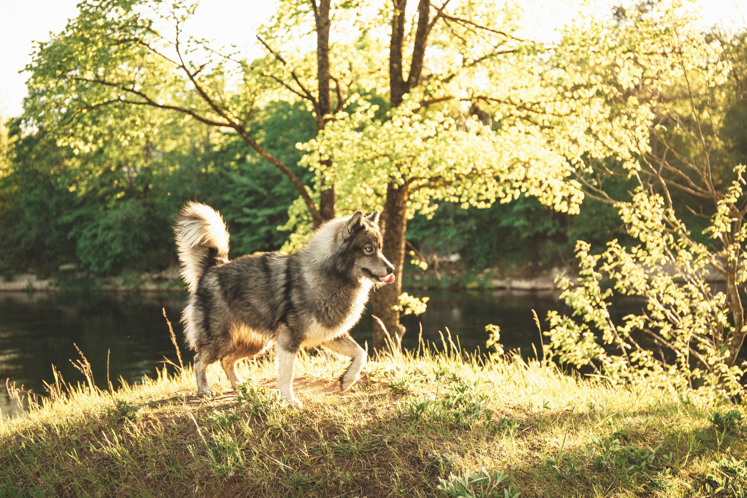Татьяна. Свадебный и семейный фотограф в Санкт-Петербурге Евгений Панин